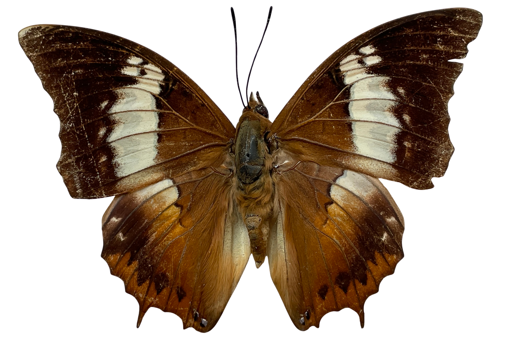 tawny rajah butterfly shadow box frame