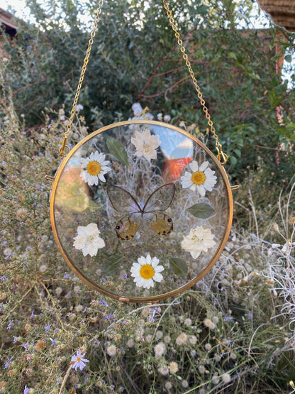 daisy bell - golden glasswing - pressed floral display