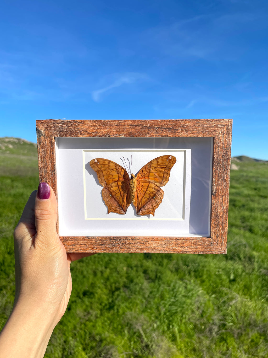 malay cruiser shadow box