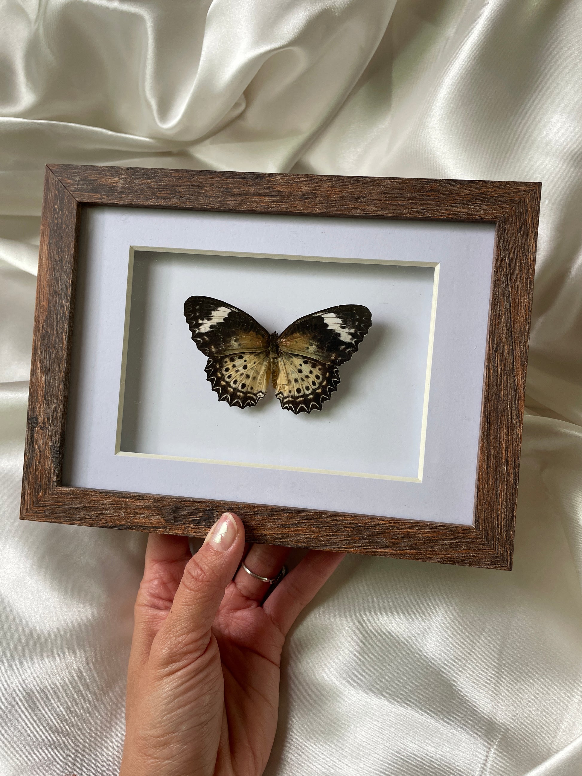 leopard lacewing shadow box