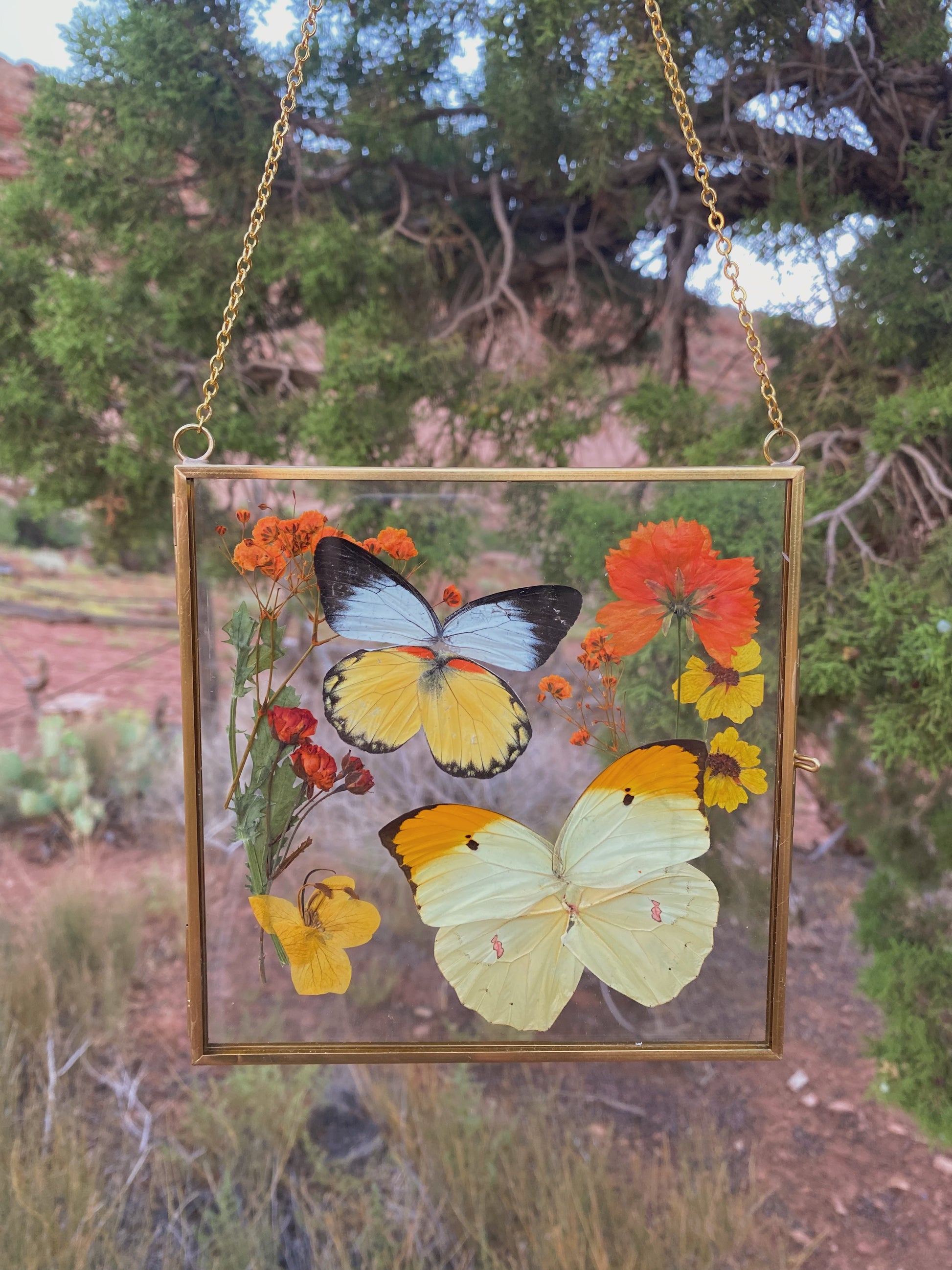pieridae summer pressed floral display - jezebel butterfly & orange-tip butterfly