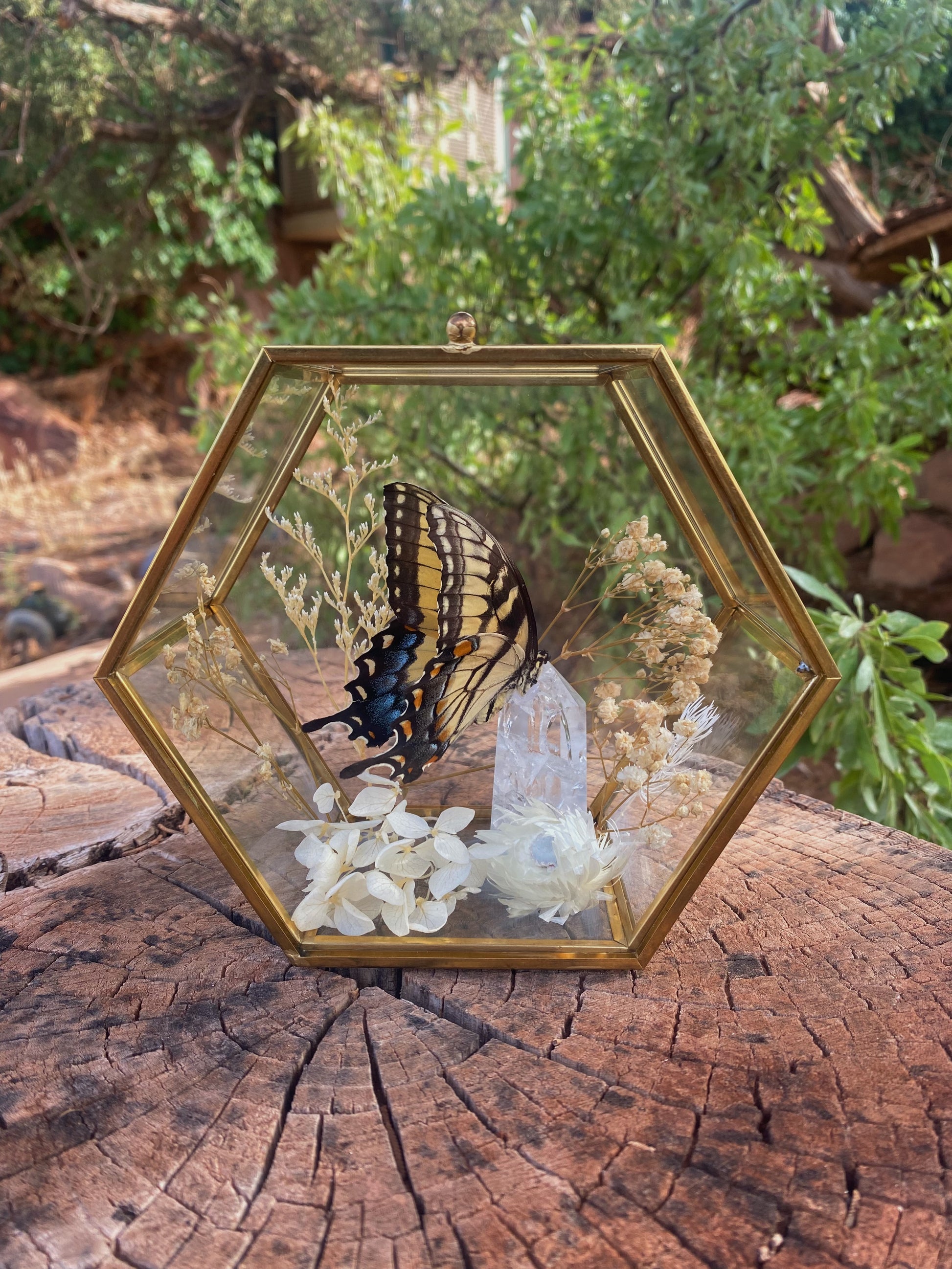 preserved eastern tiger swallowtail display