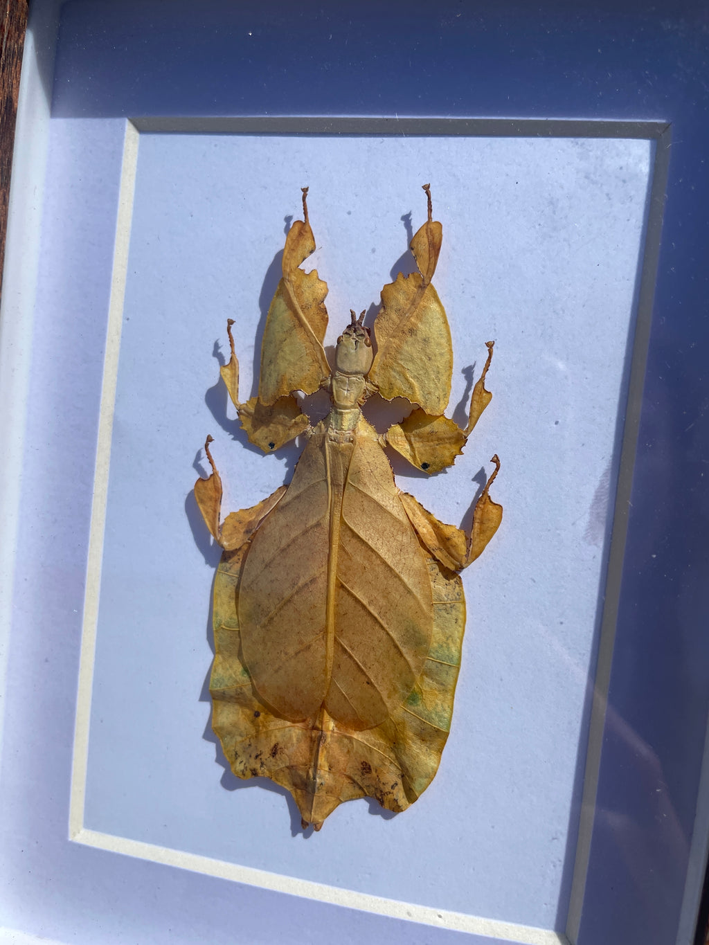yellow stick insect shadow box