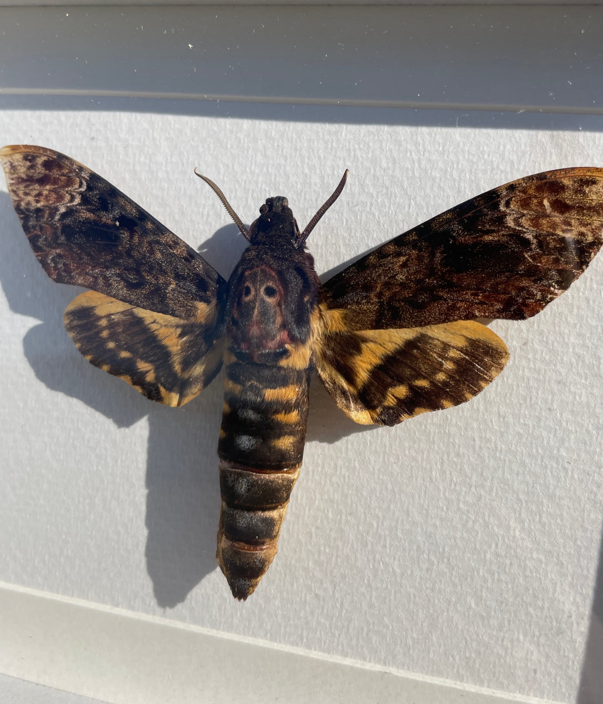 deaths head moth shadow box
