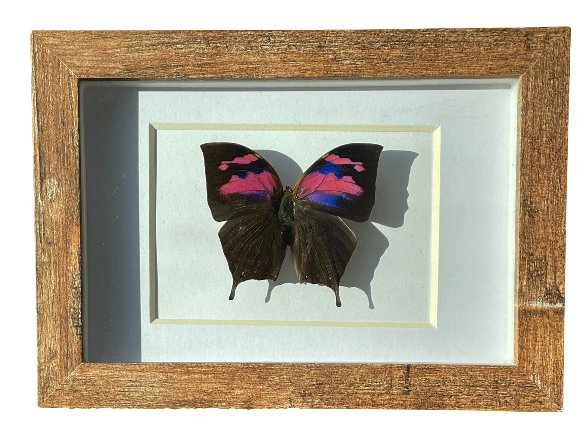 superb leafwing shadow box frame