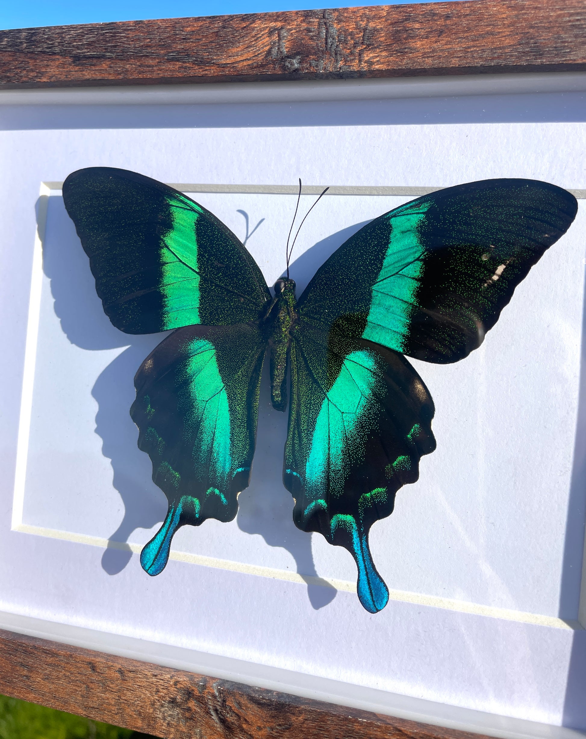 emerald swallowtail shadow box