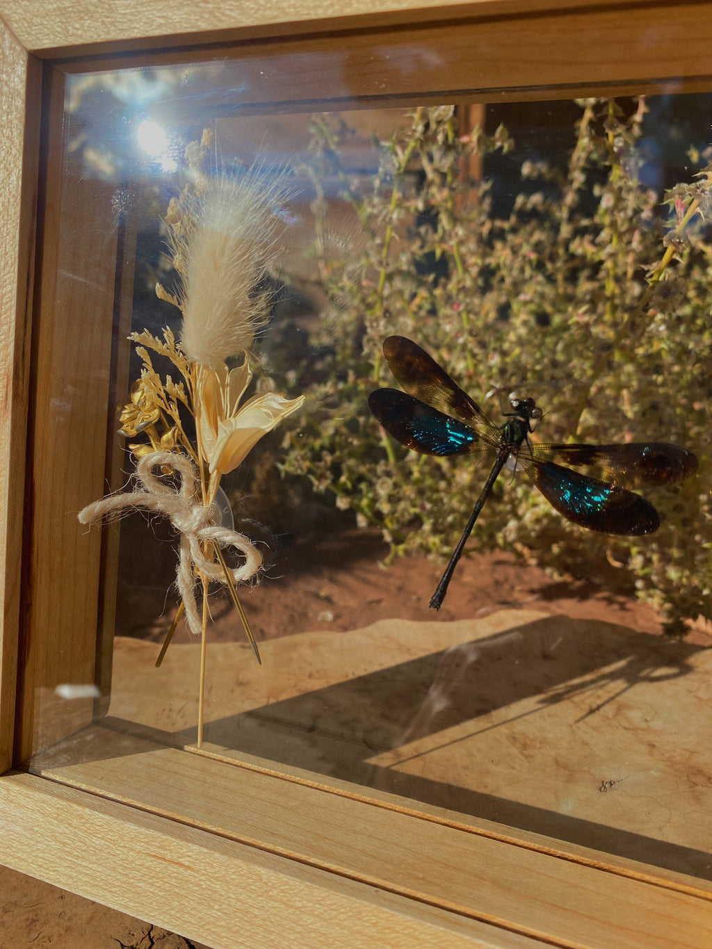 euphaea variegata - damselfly in maple double glass frame