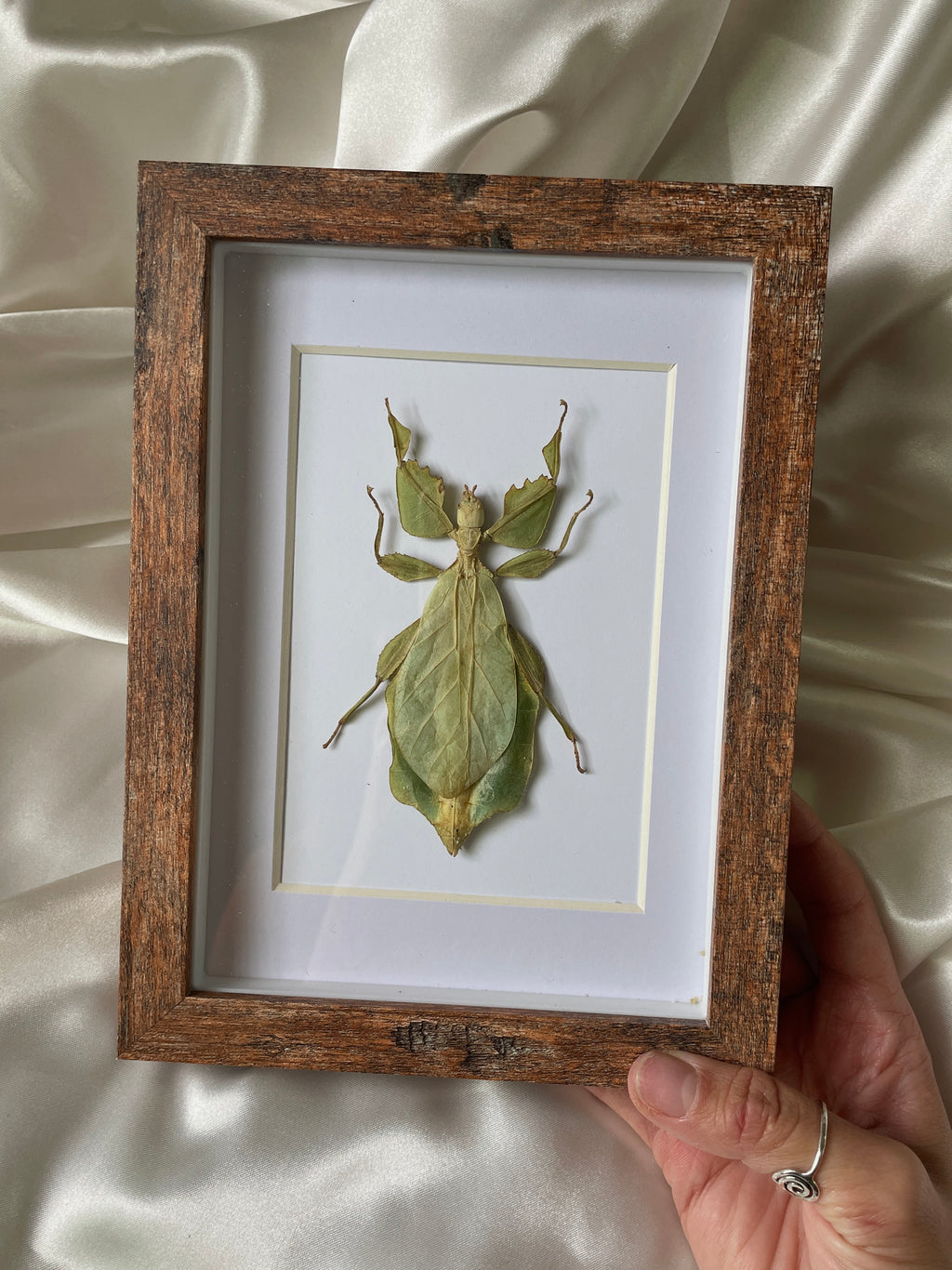 leaf insect shadow box