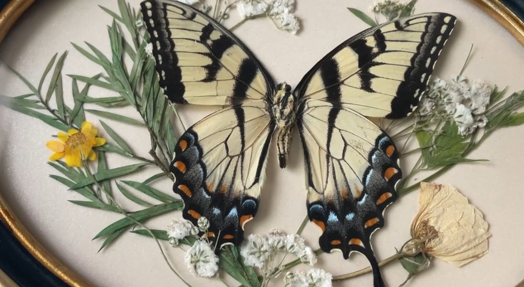 eastern tiger swallowtail vintage frame