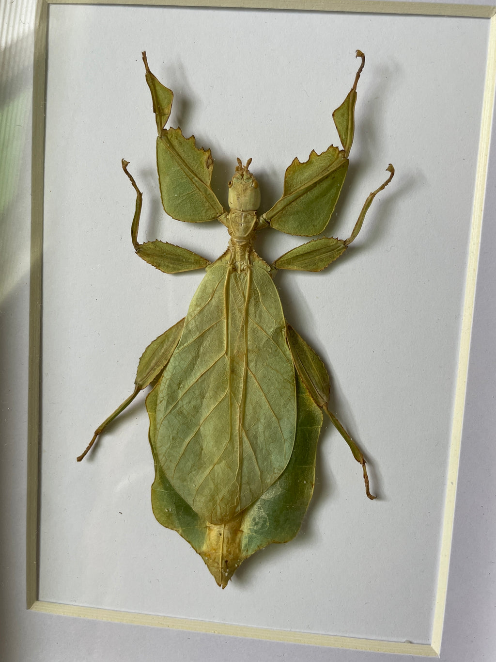 leaf insect shadow box