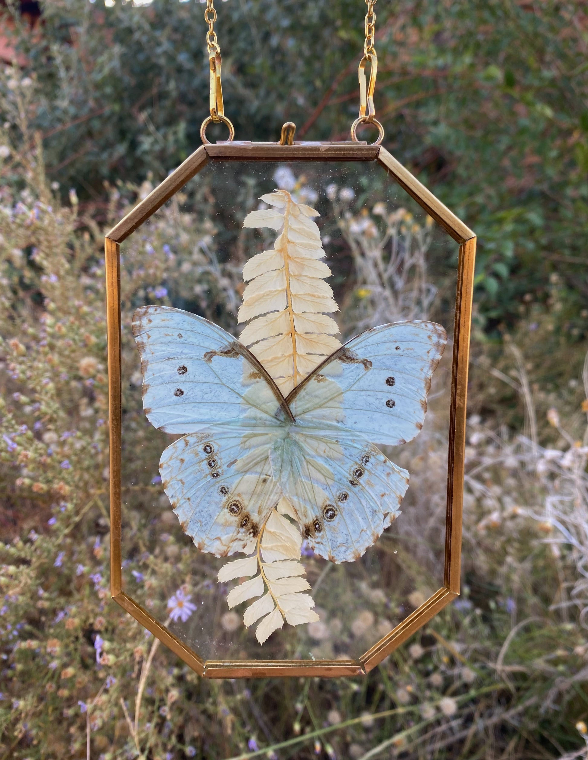 morpho epistrophus catenaria - pressed floral display