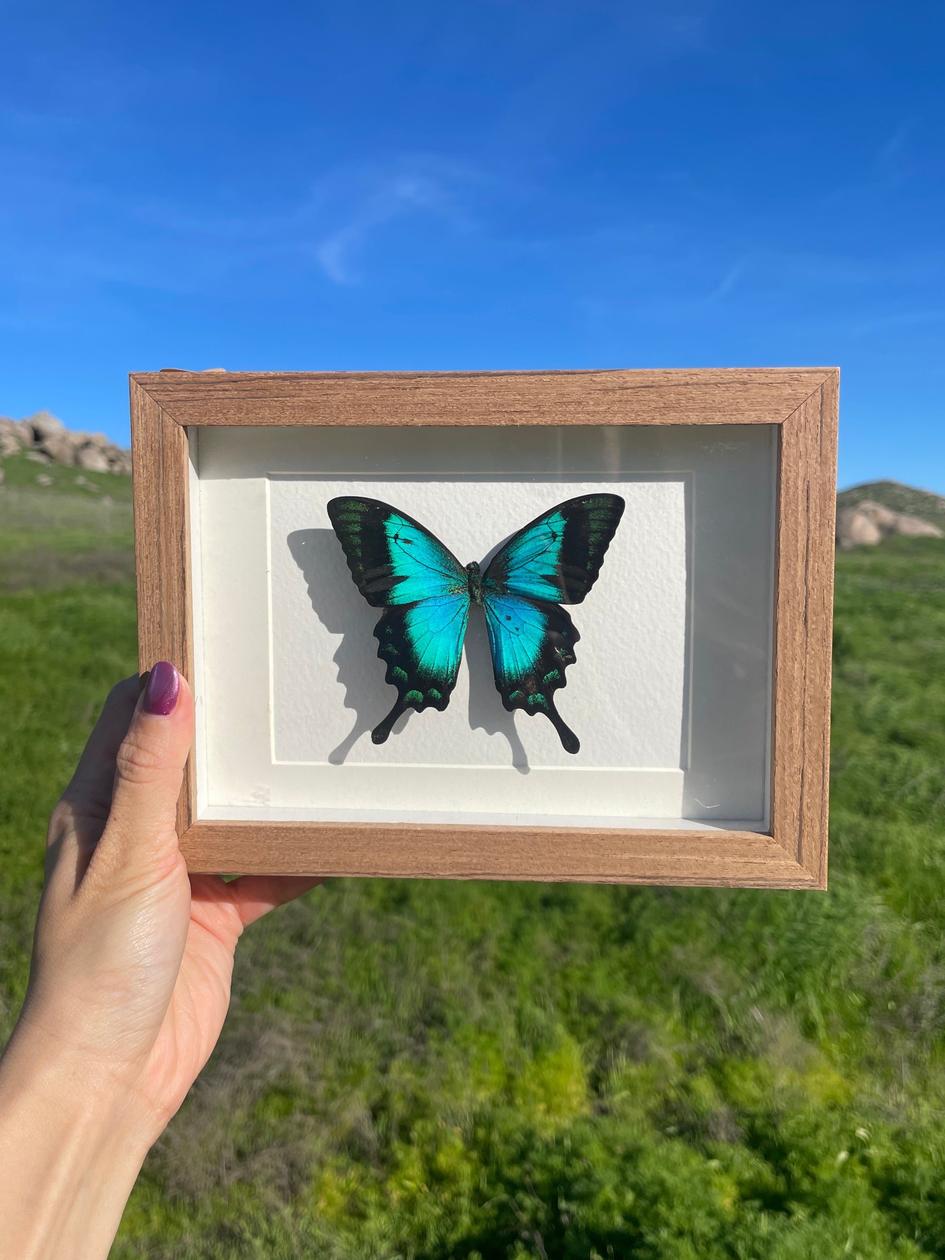 papilio lorquinianus albertisi shadow box