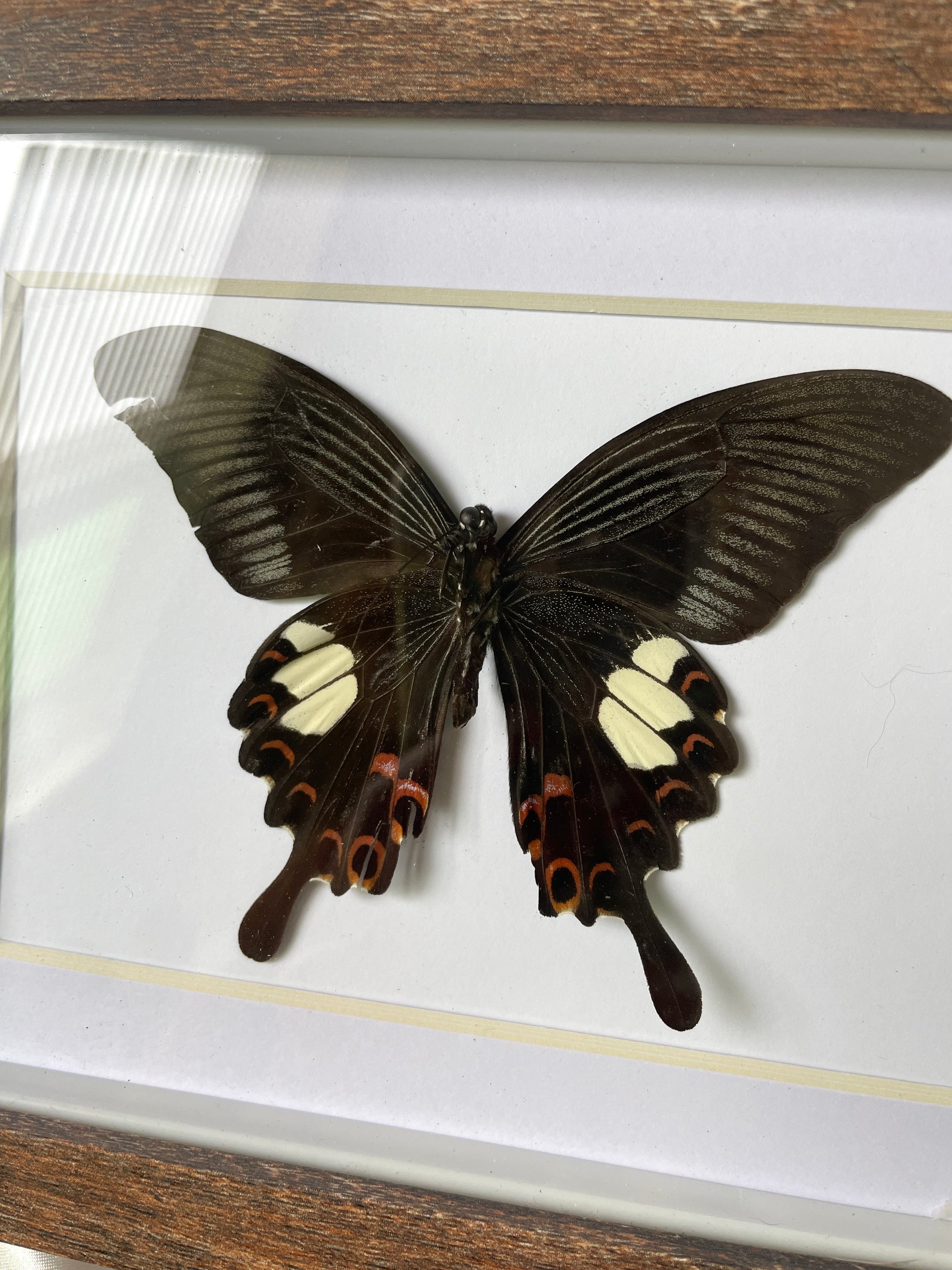 red helen shadow box