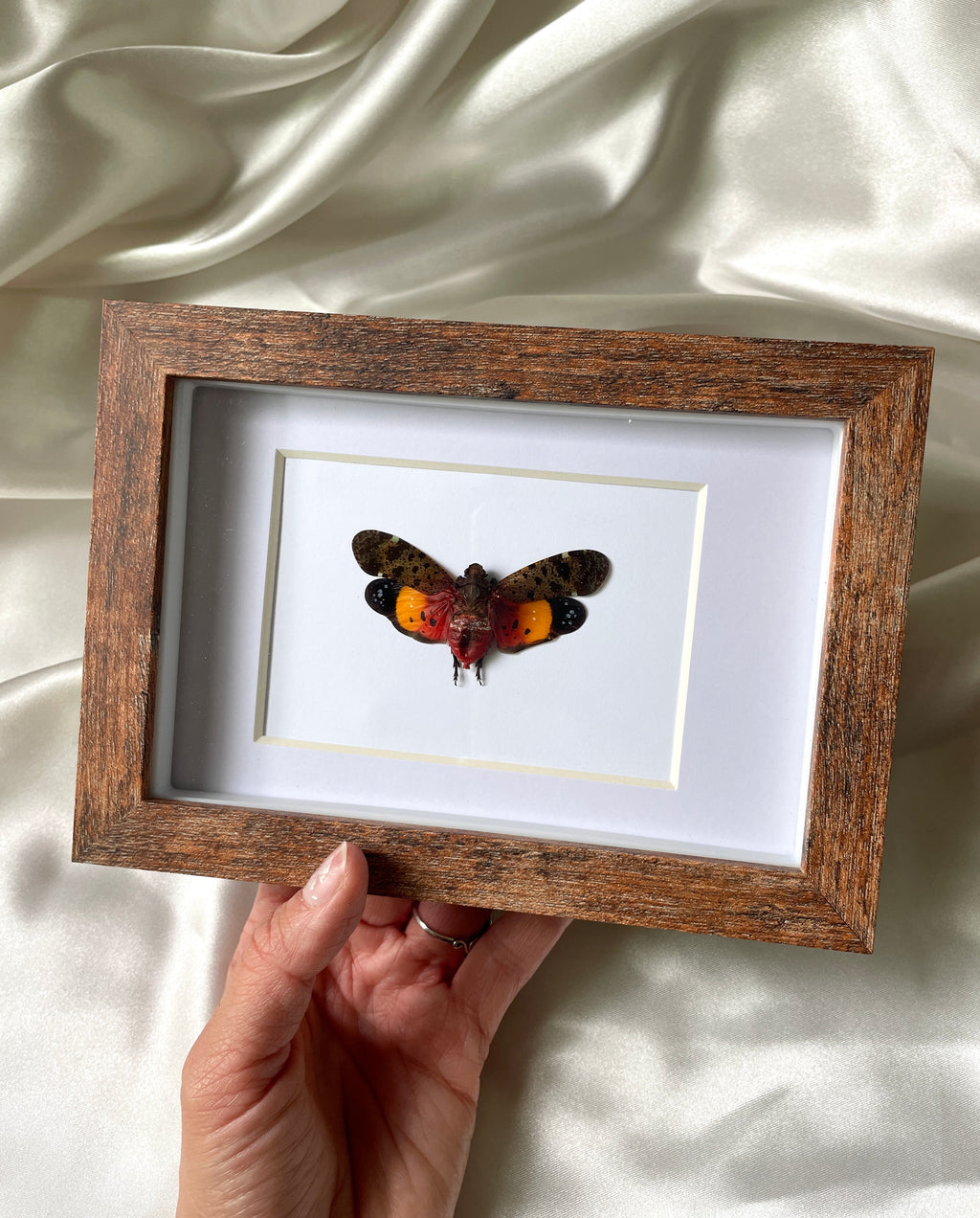 orange lanternfly shadow box frame