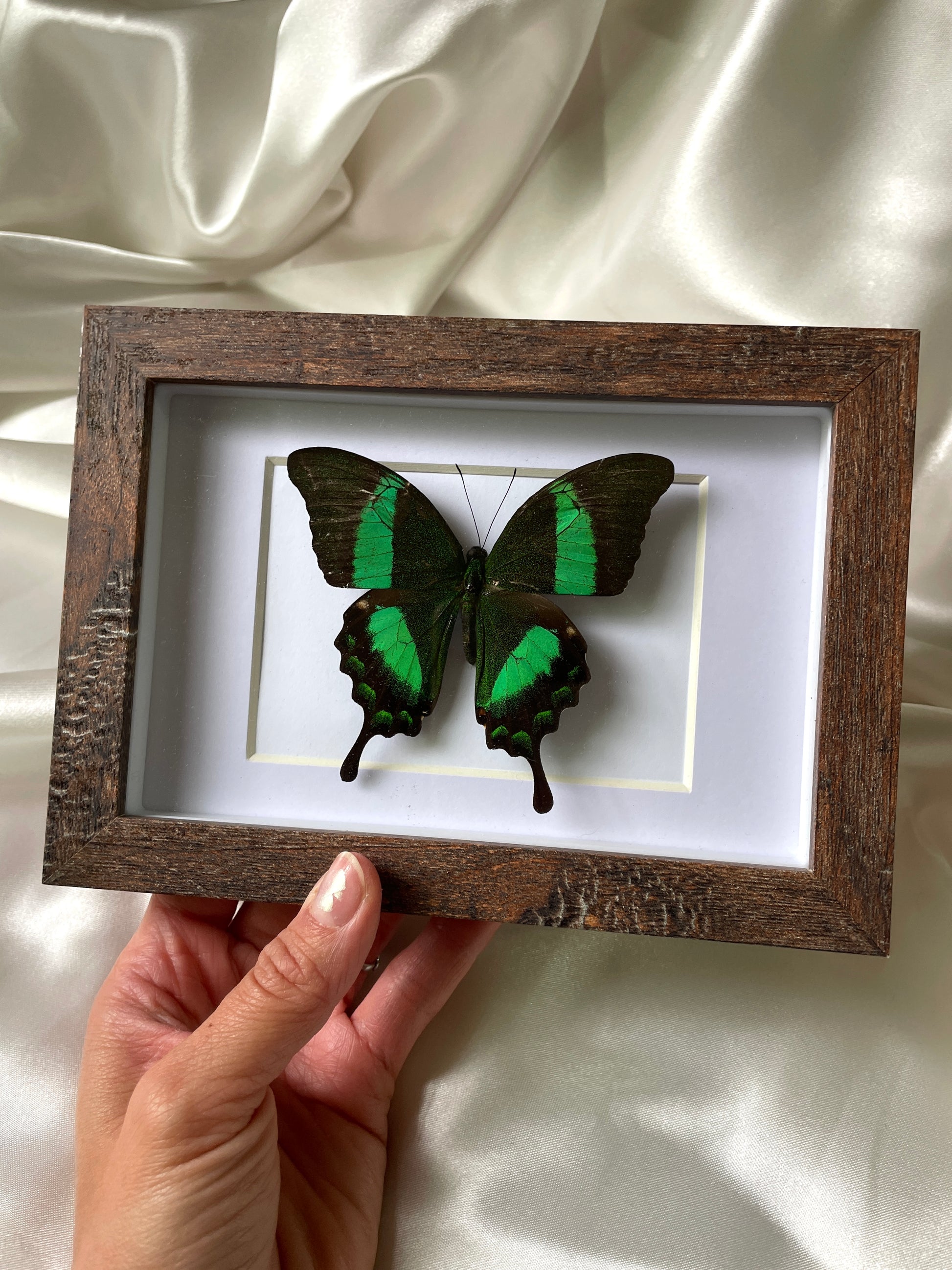 papilio palinurus shadow box frame