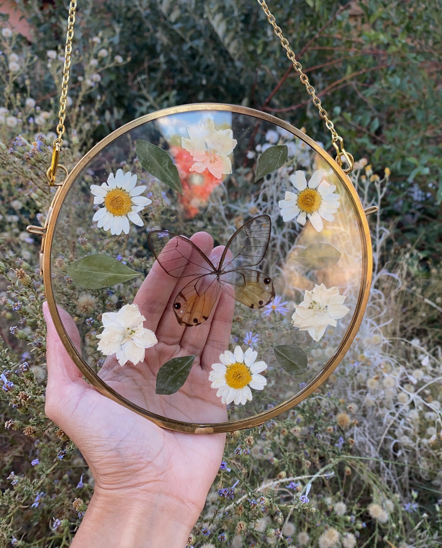 daisy bell - golden glasswing - pressed floral display