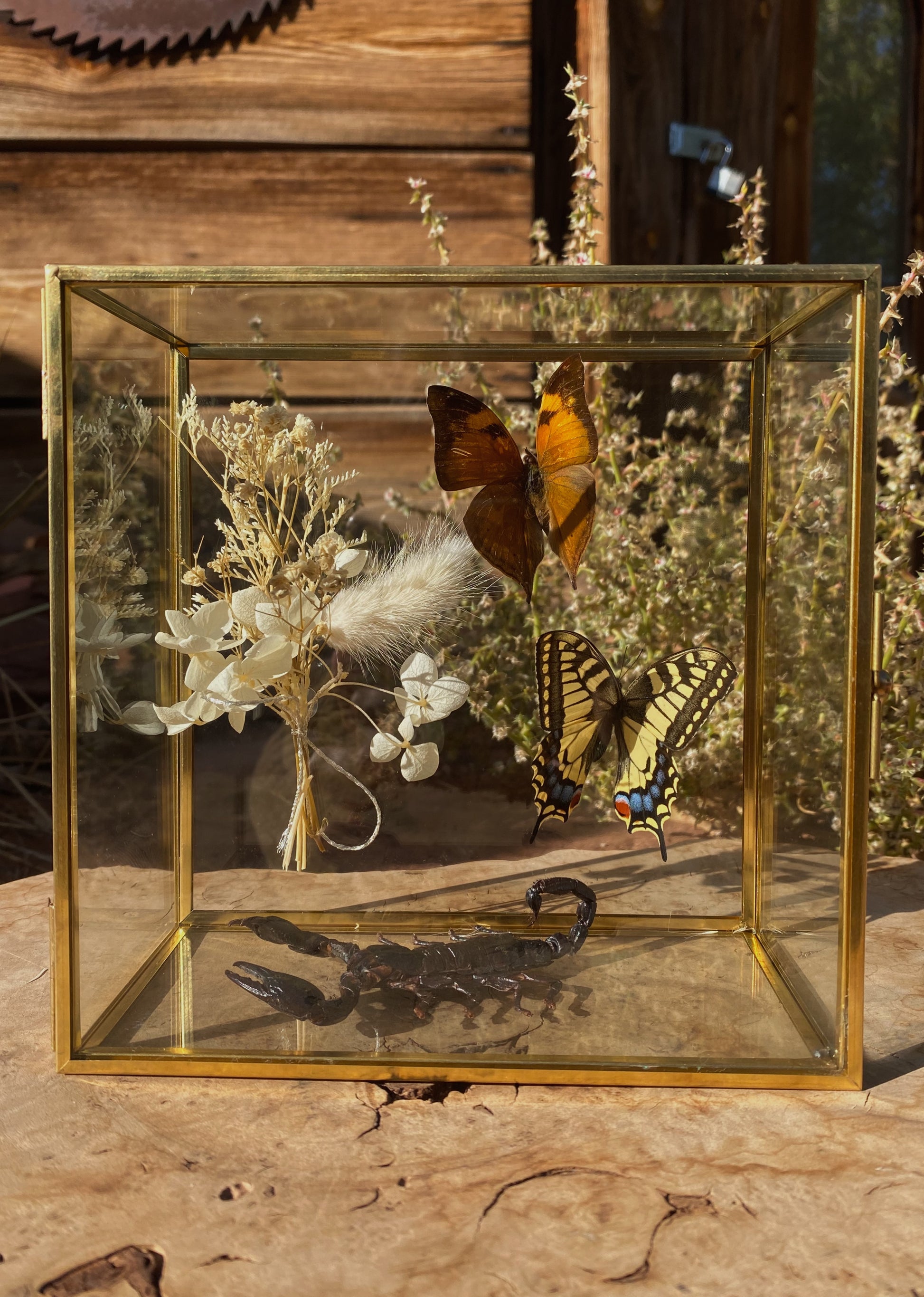 glass box display: autumn leaf butterfly, eastern tiger swallowtail, scorpion