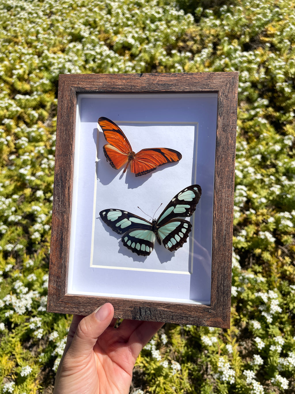 julia longwing & dido longwing shadow box