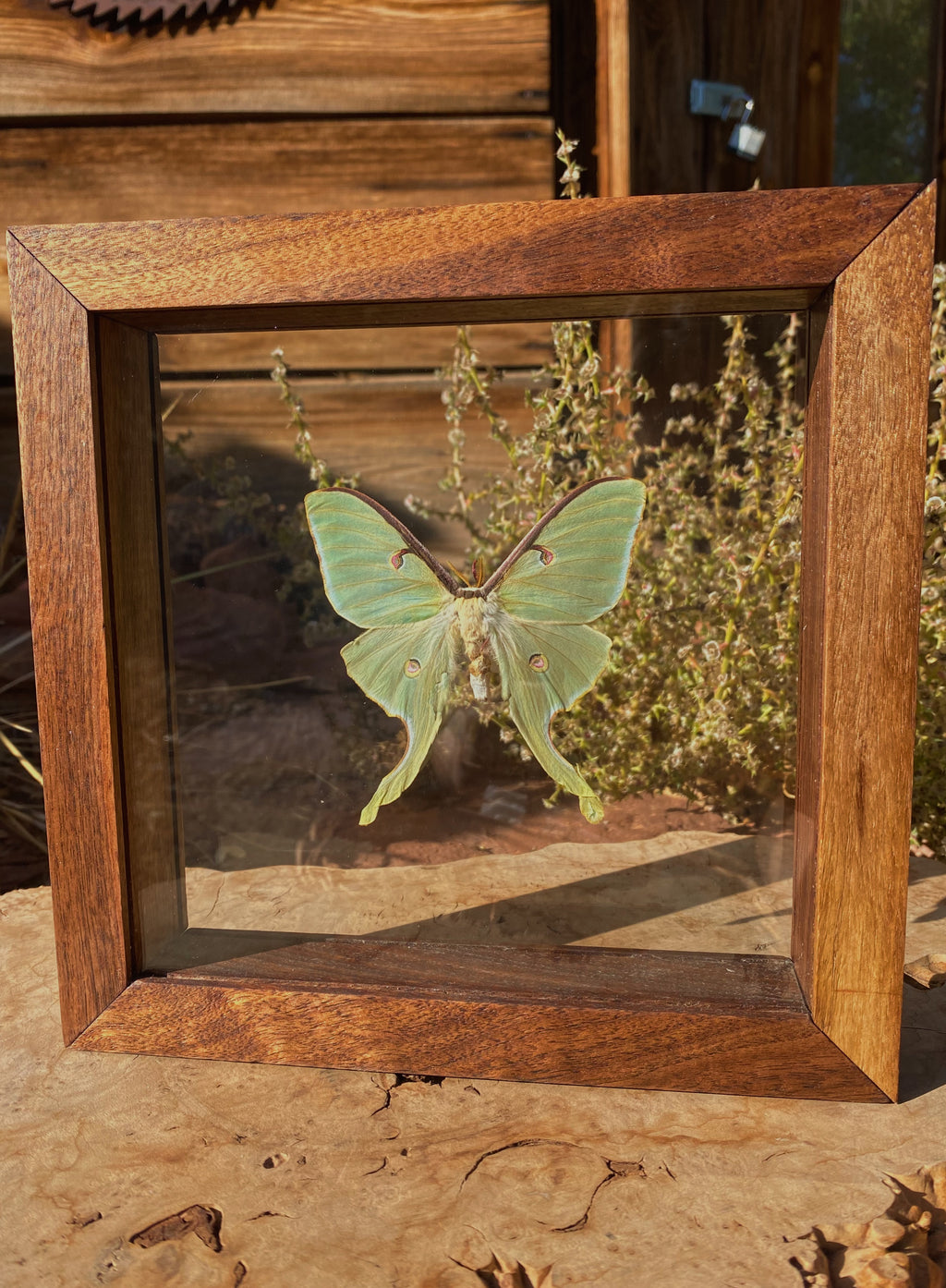 luna moth in walnut double glass frame