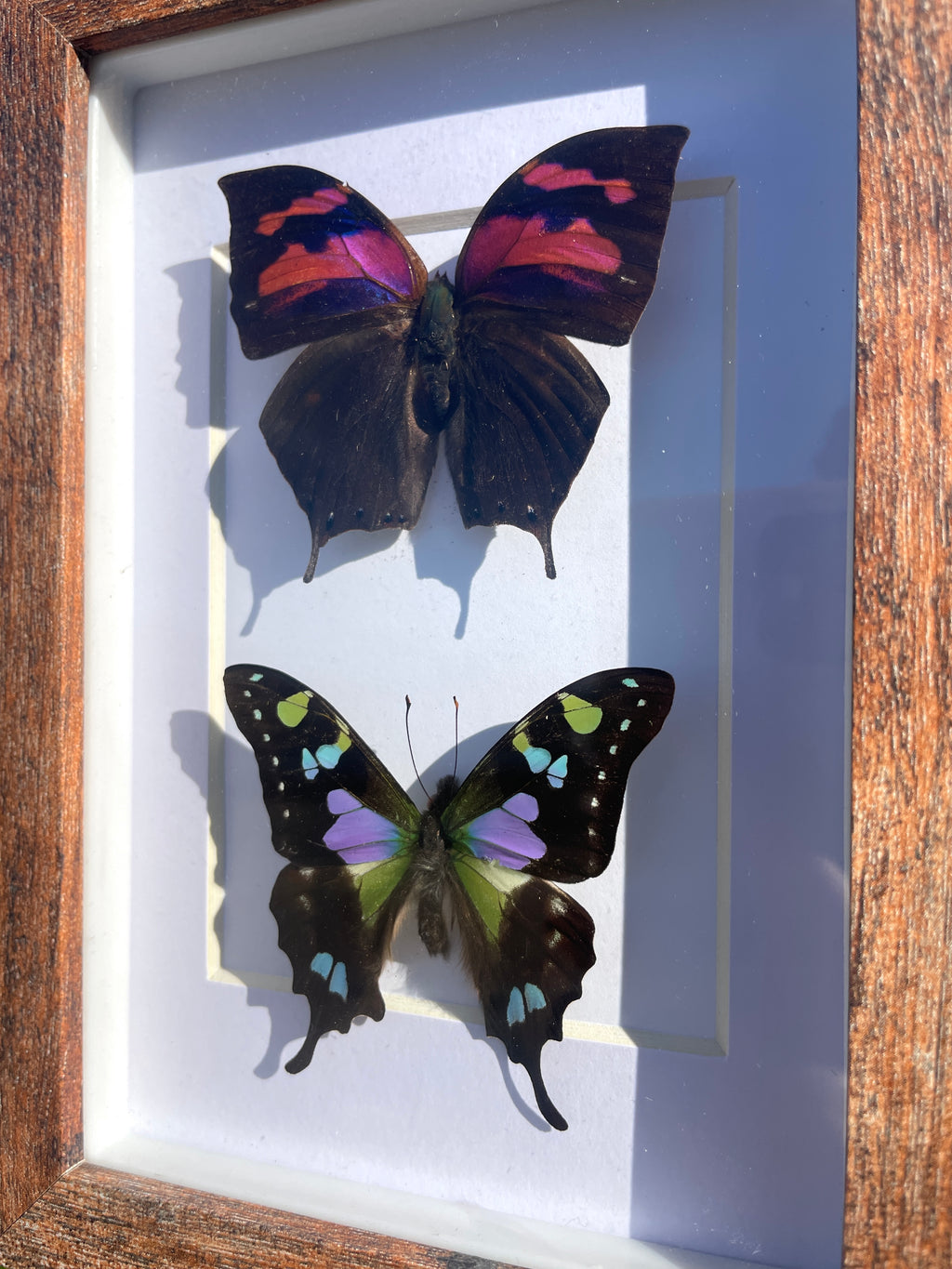 weskei swallowtail & nessus leafwing shadow box