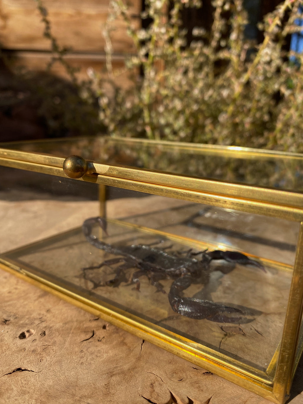 preserved scorpion
