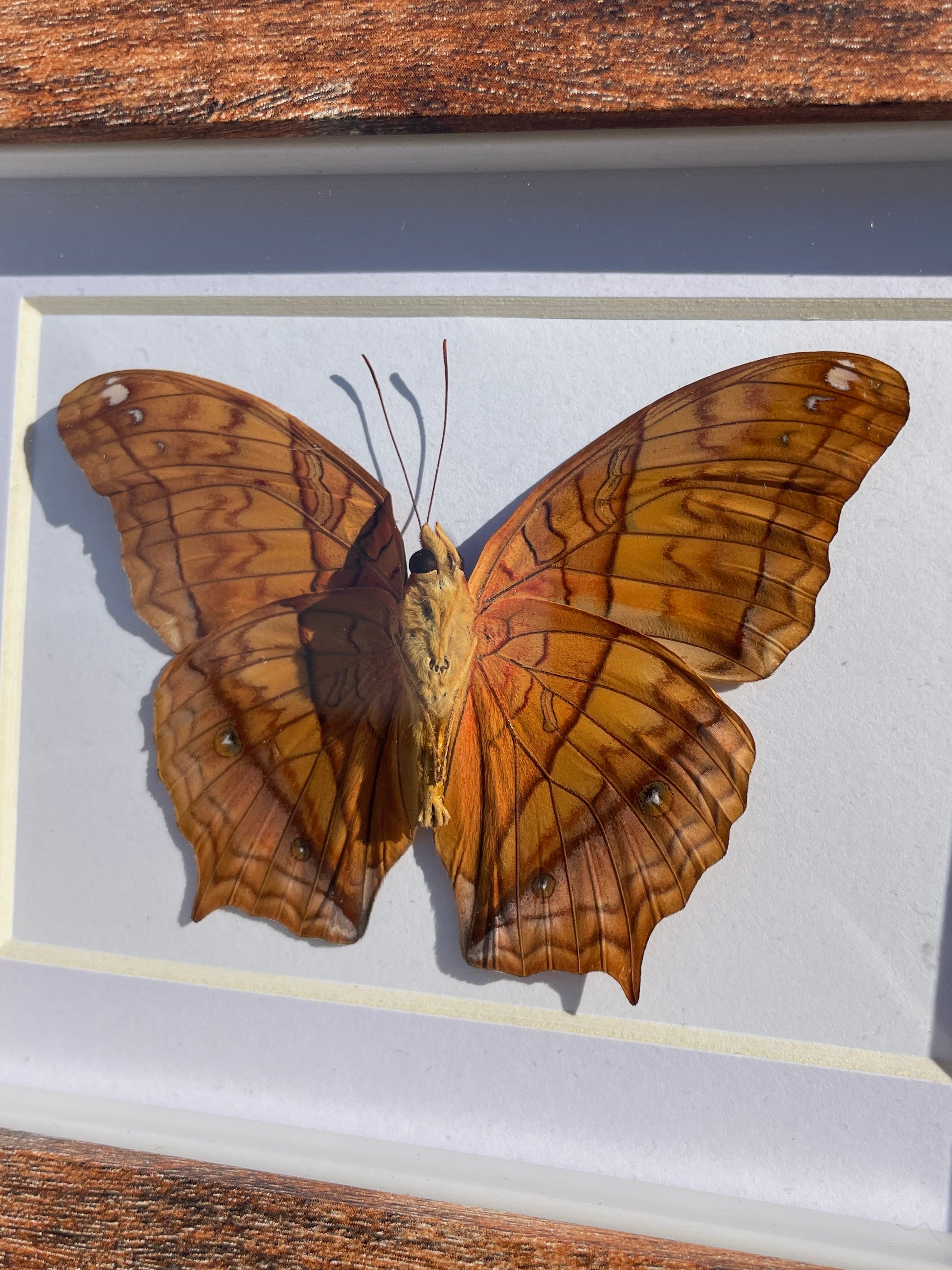 malay cruiser shadow box