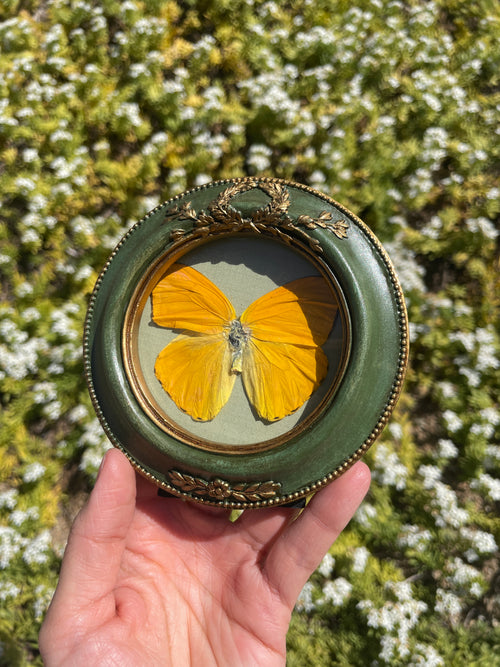 apricot sulfur vintage frame