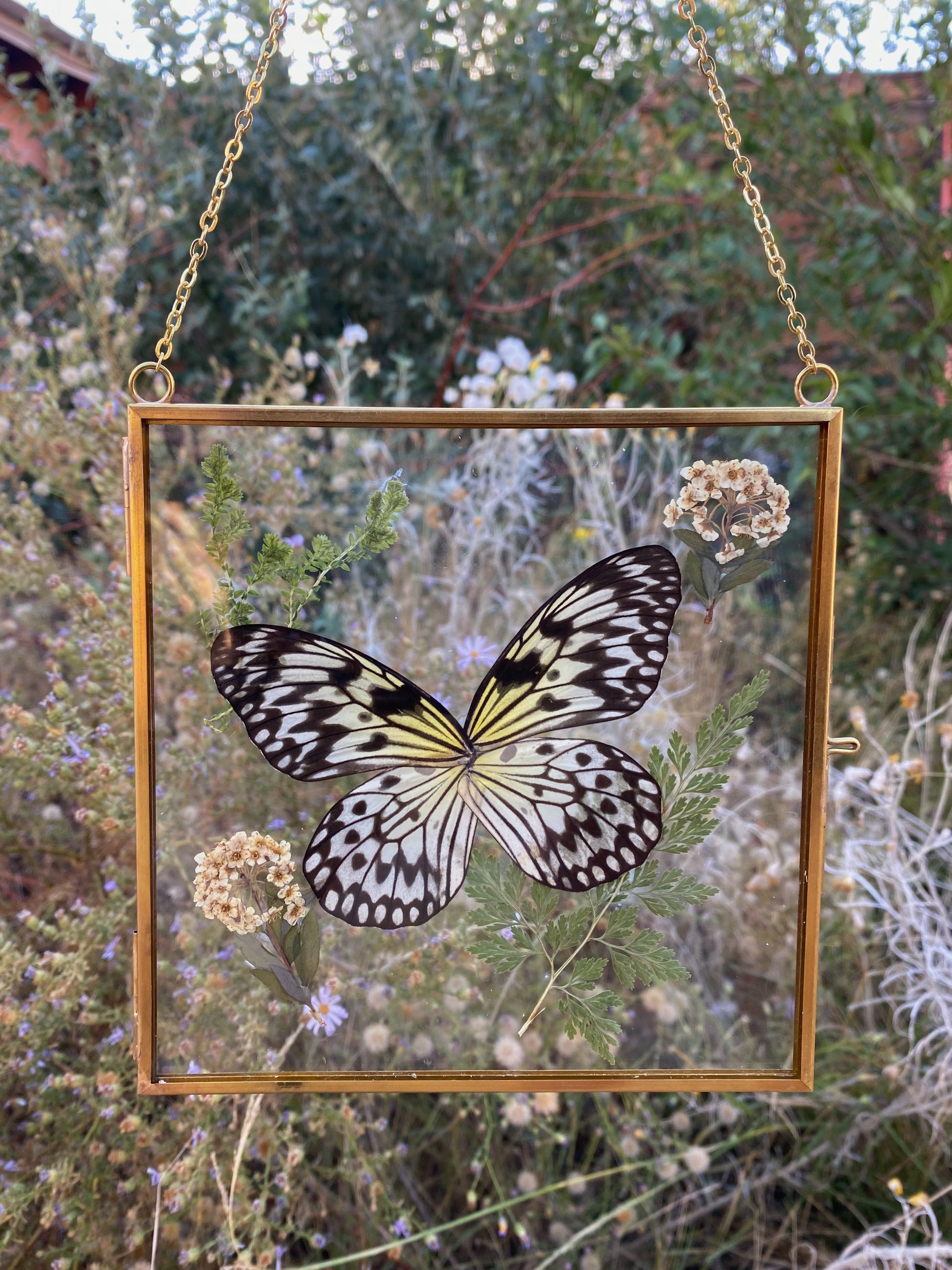 large tree nymph butterfly - pressed floral display