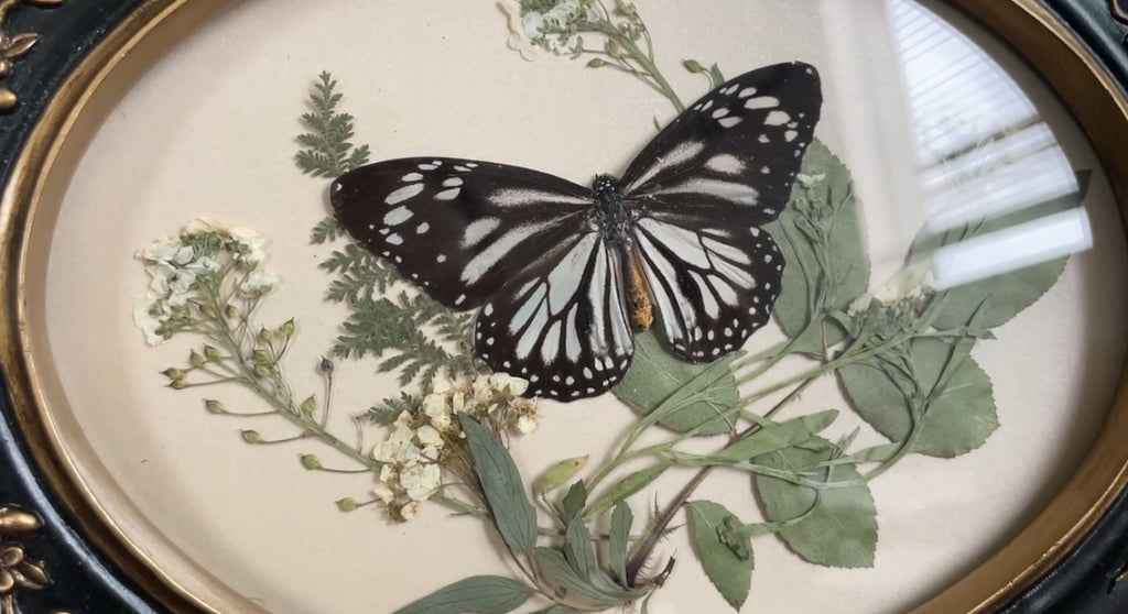 white monarch vintage frame