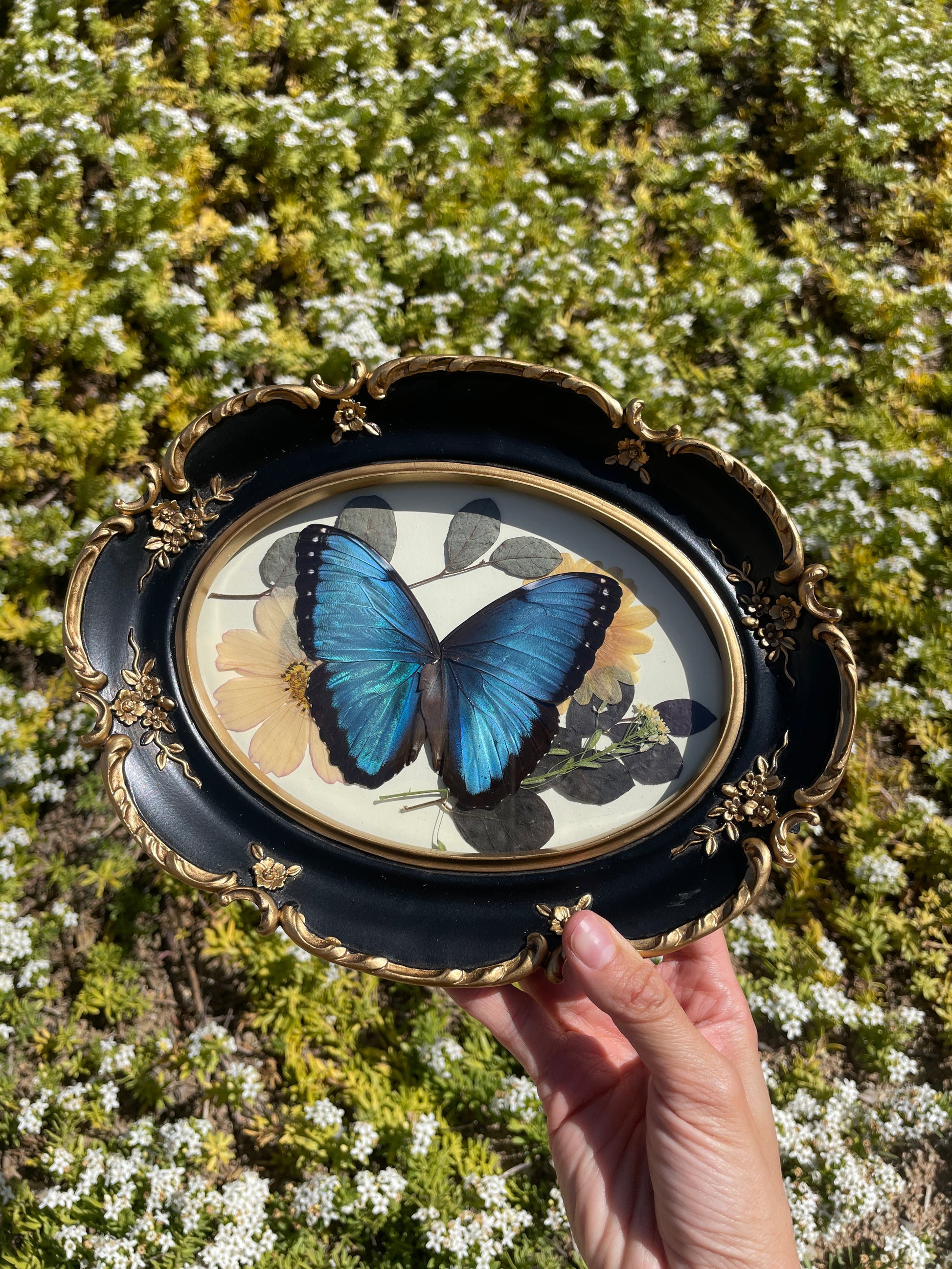 blue morpho vintage frame