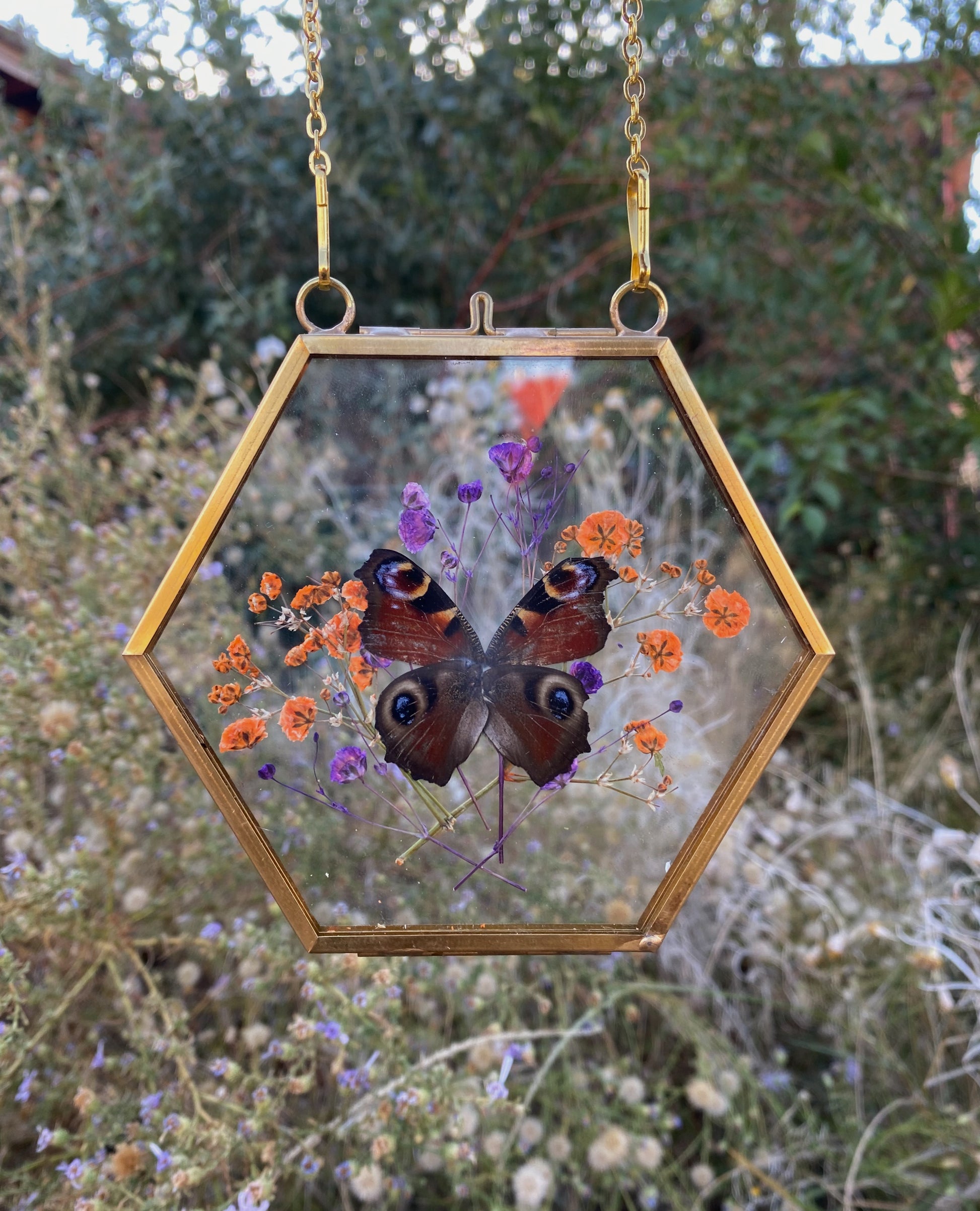 peacock butterfly - halloween themed pressed floral display