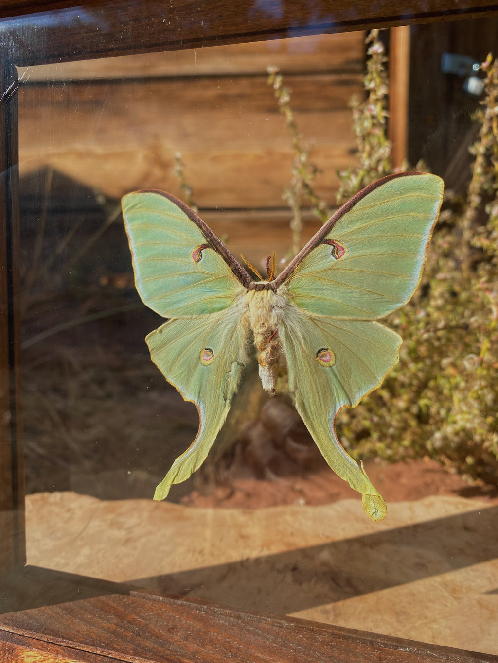 luna moth in walnut double glass frame