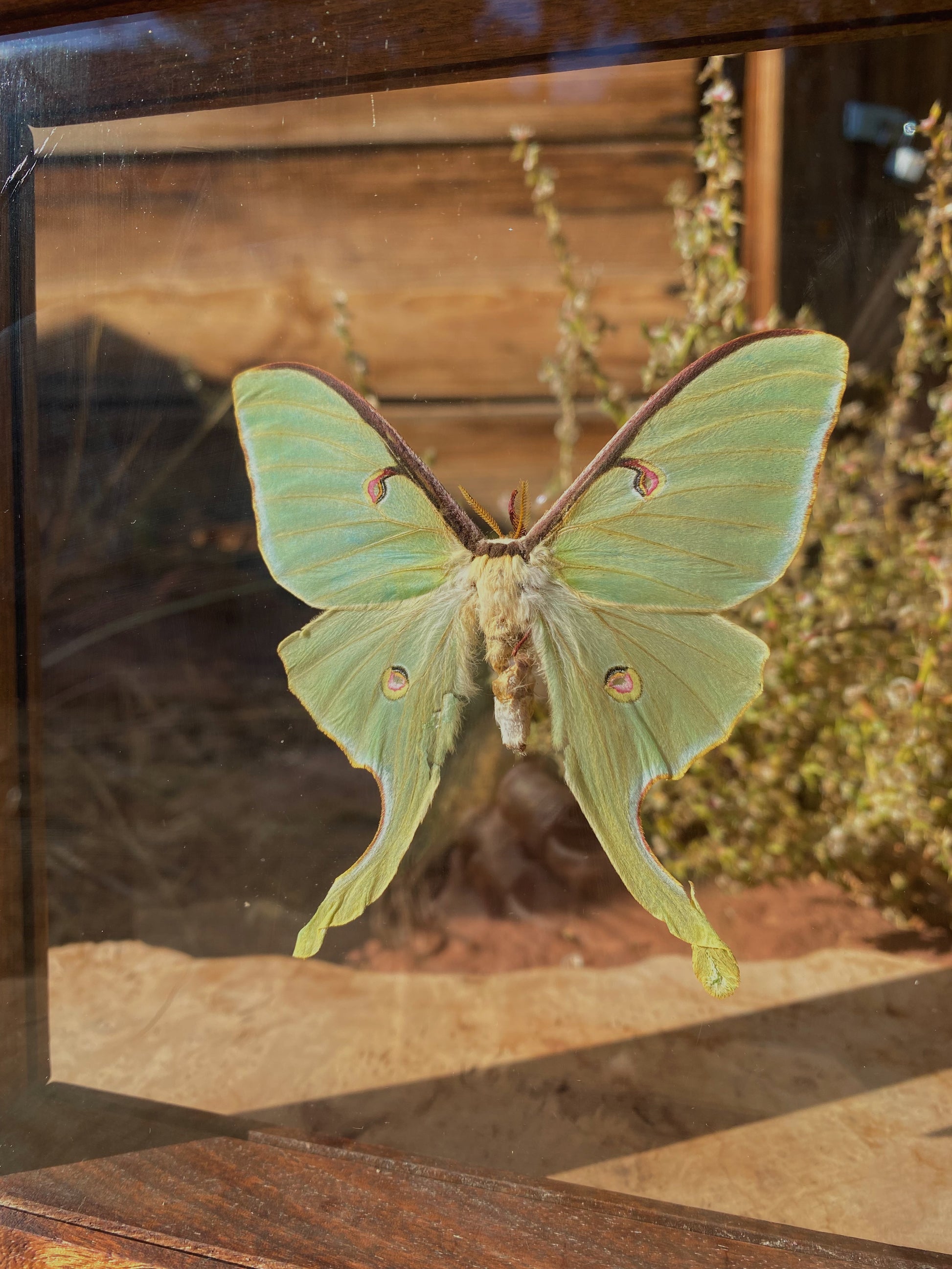 luna moth in walnut double glass frame