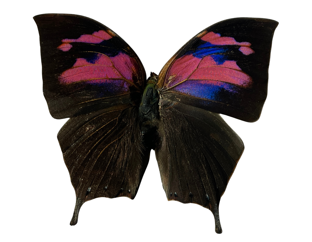 superb leafwing shadow box frame