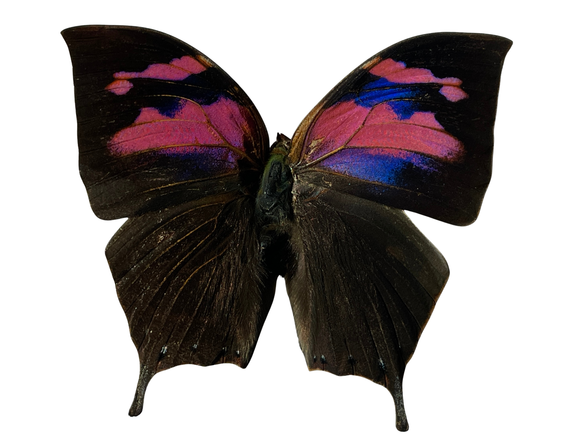 superb leafwing shadow box frame