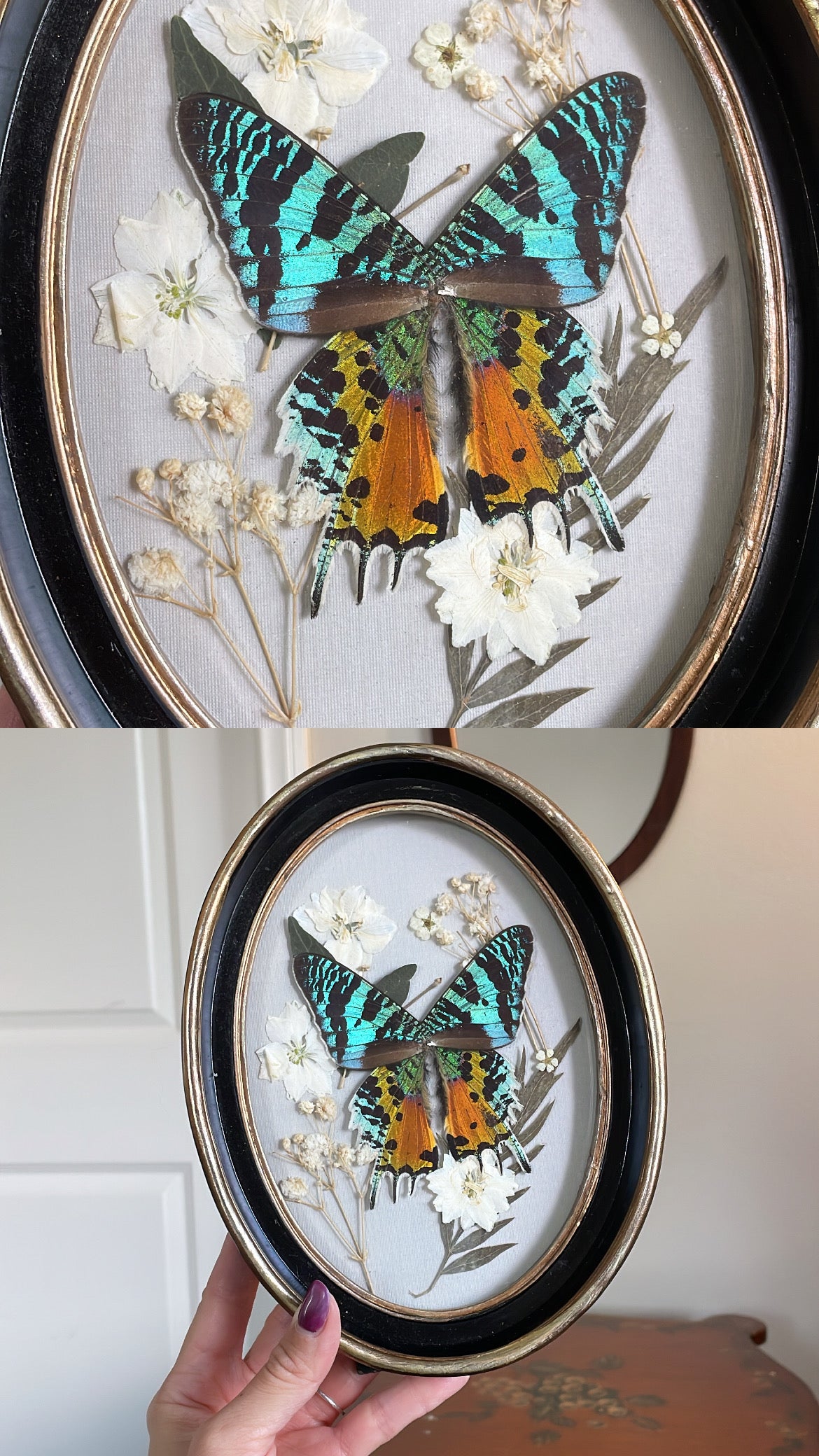 madagascar sunset moth vintage frame