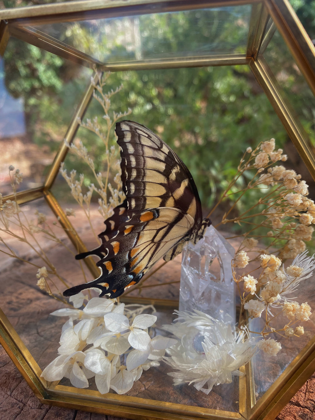 preserved eastern tiger swallowtail display
