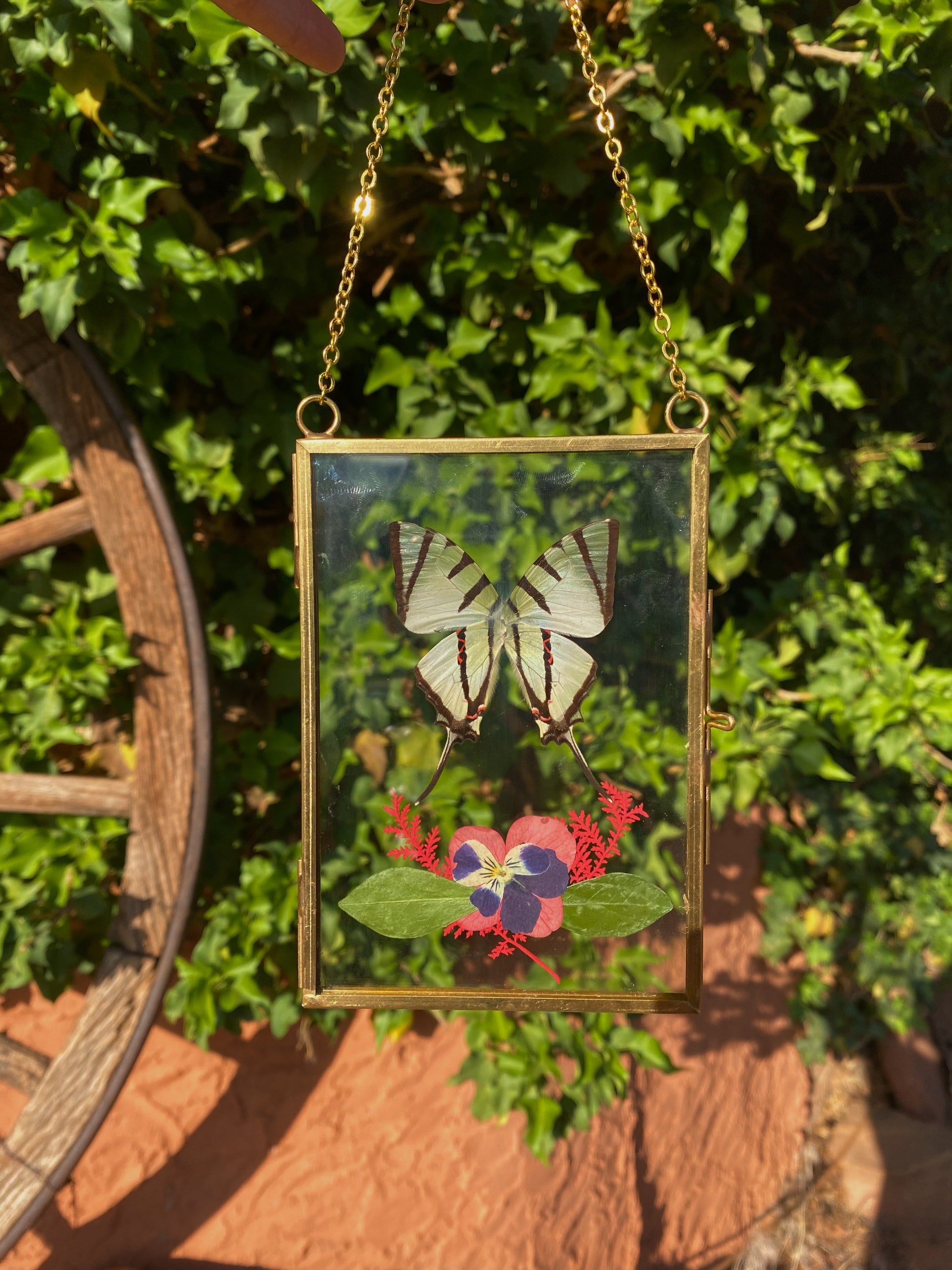 five bar swordtail butterfly - pressed floral display