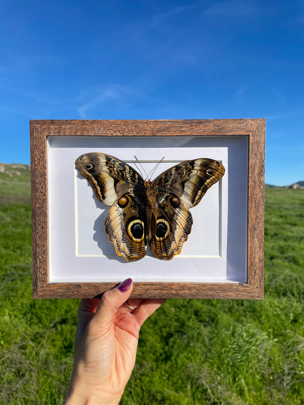 caligo atreus shadow box