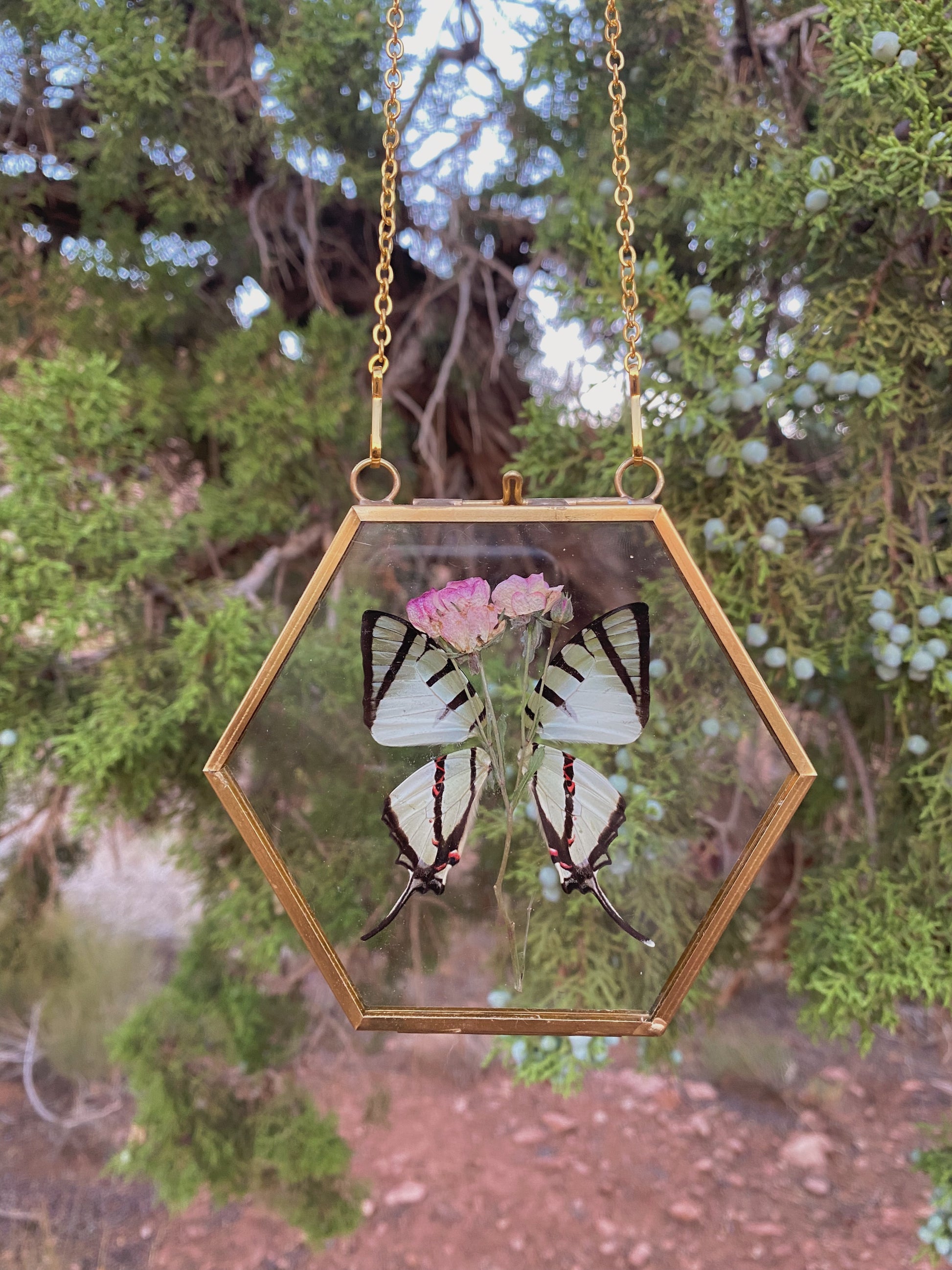 five bar swordtail butterfly with rose - pressed floral display