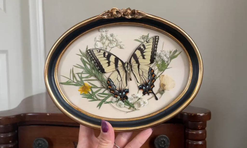 eastern tiger swallowtail vintage frame