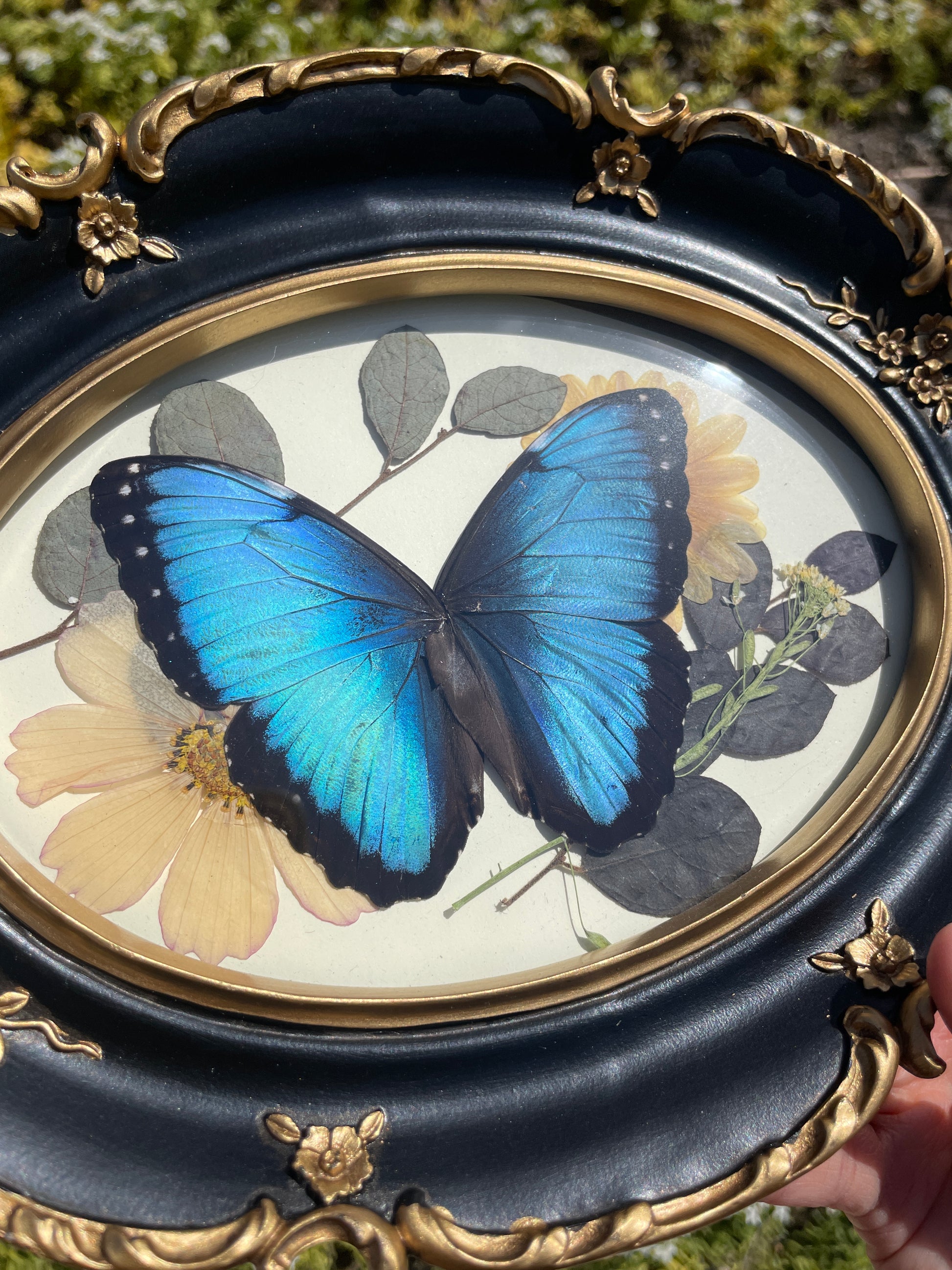 blue morpho vintage frame