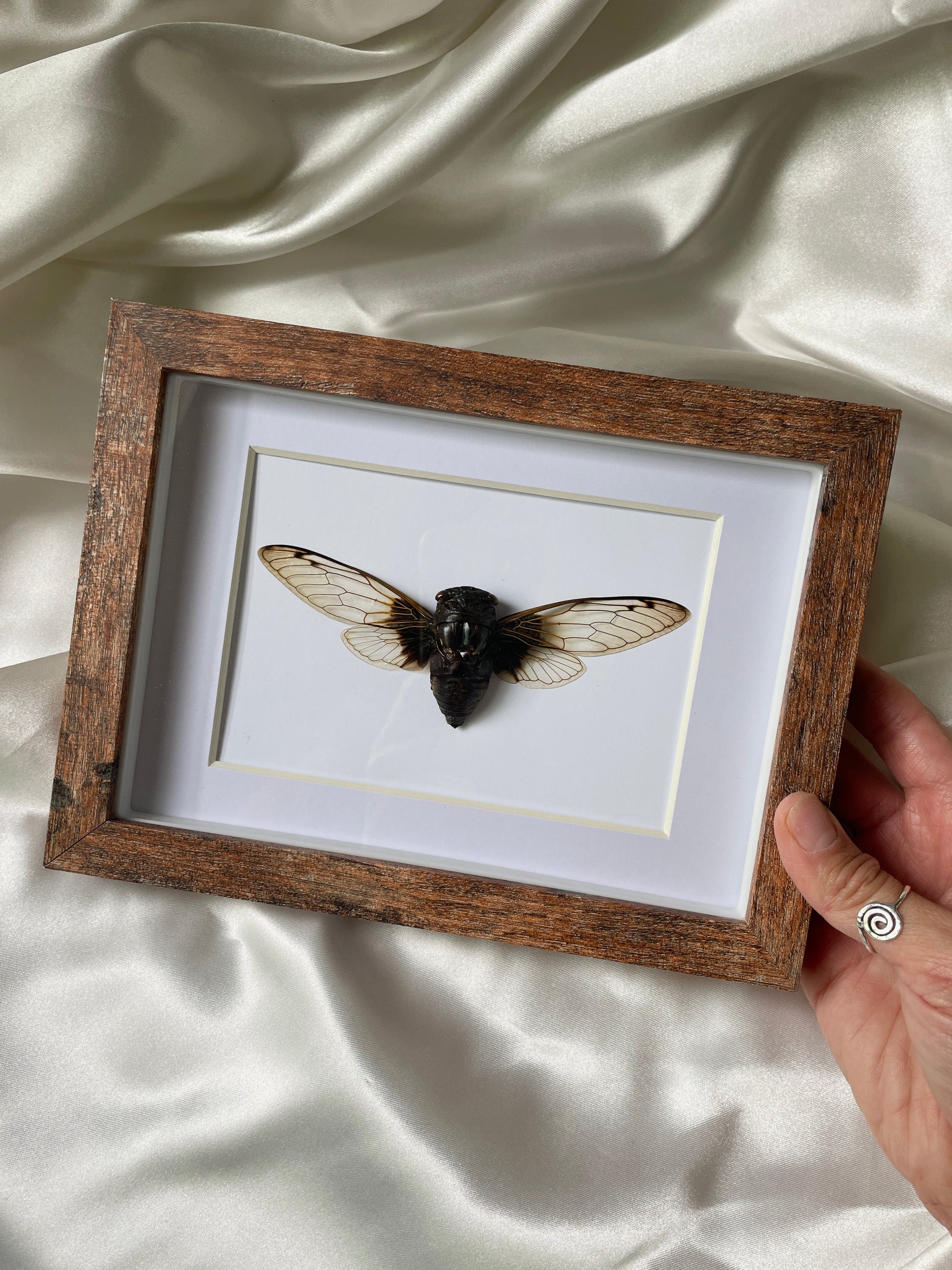 cicada shadow box