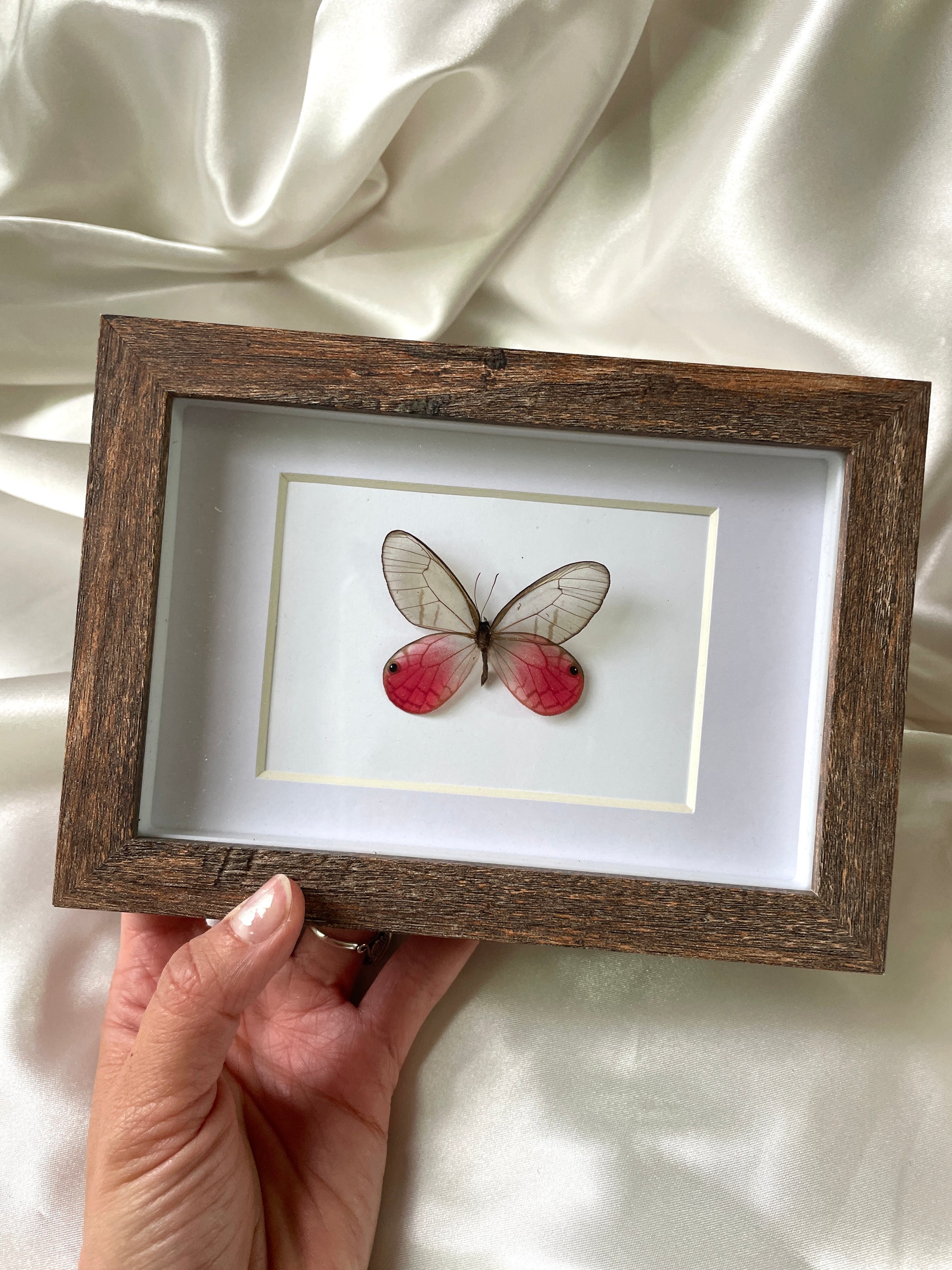 blushing phantom glasswing shadow box frame