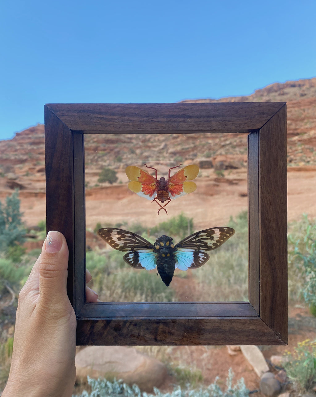 orange plant hopper with blue cicada