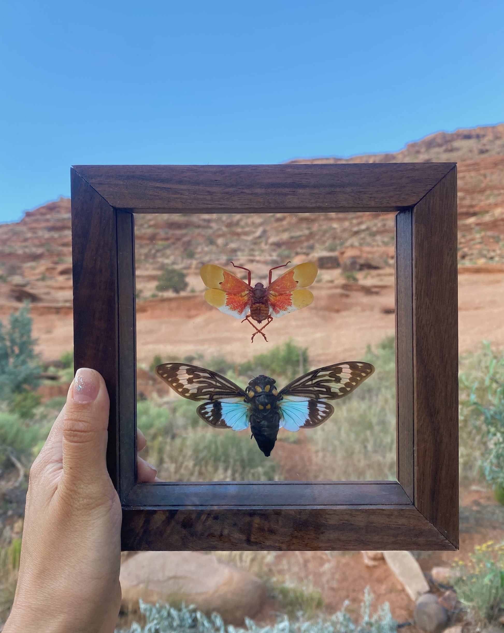 orange plant hopper with blue cicada