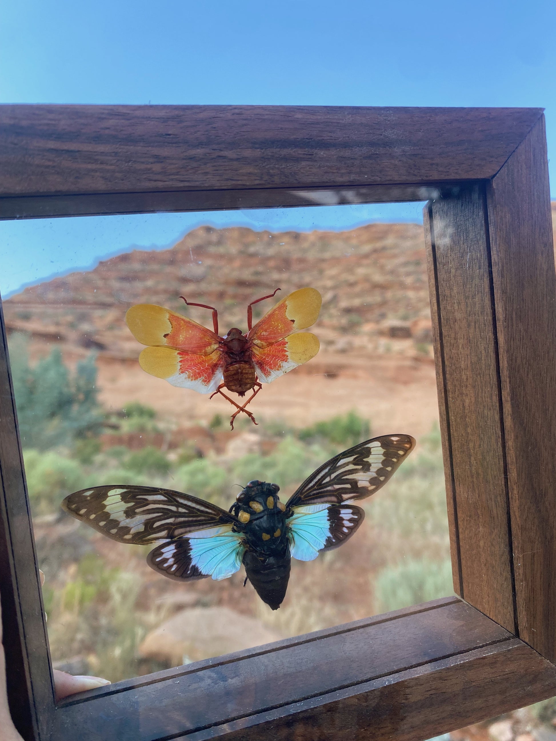 orange plant hopper with blue cicada