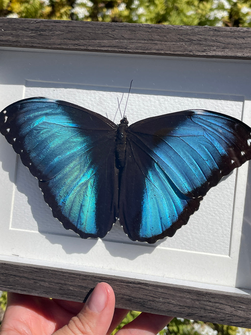 blue morpho shadow box