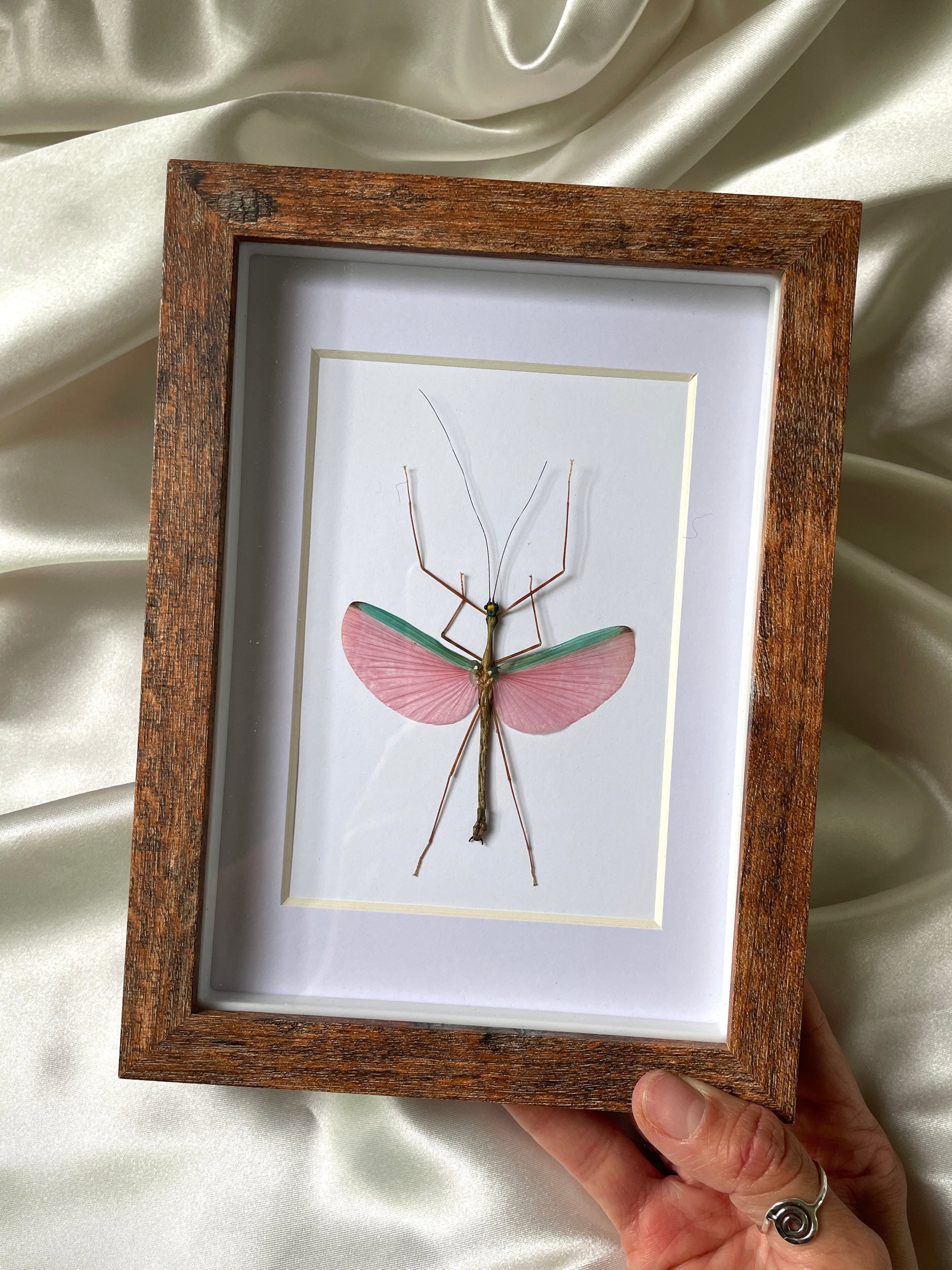pink winged stick insect shadow box frame
