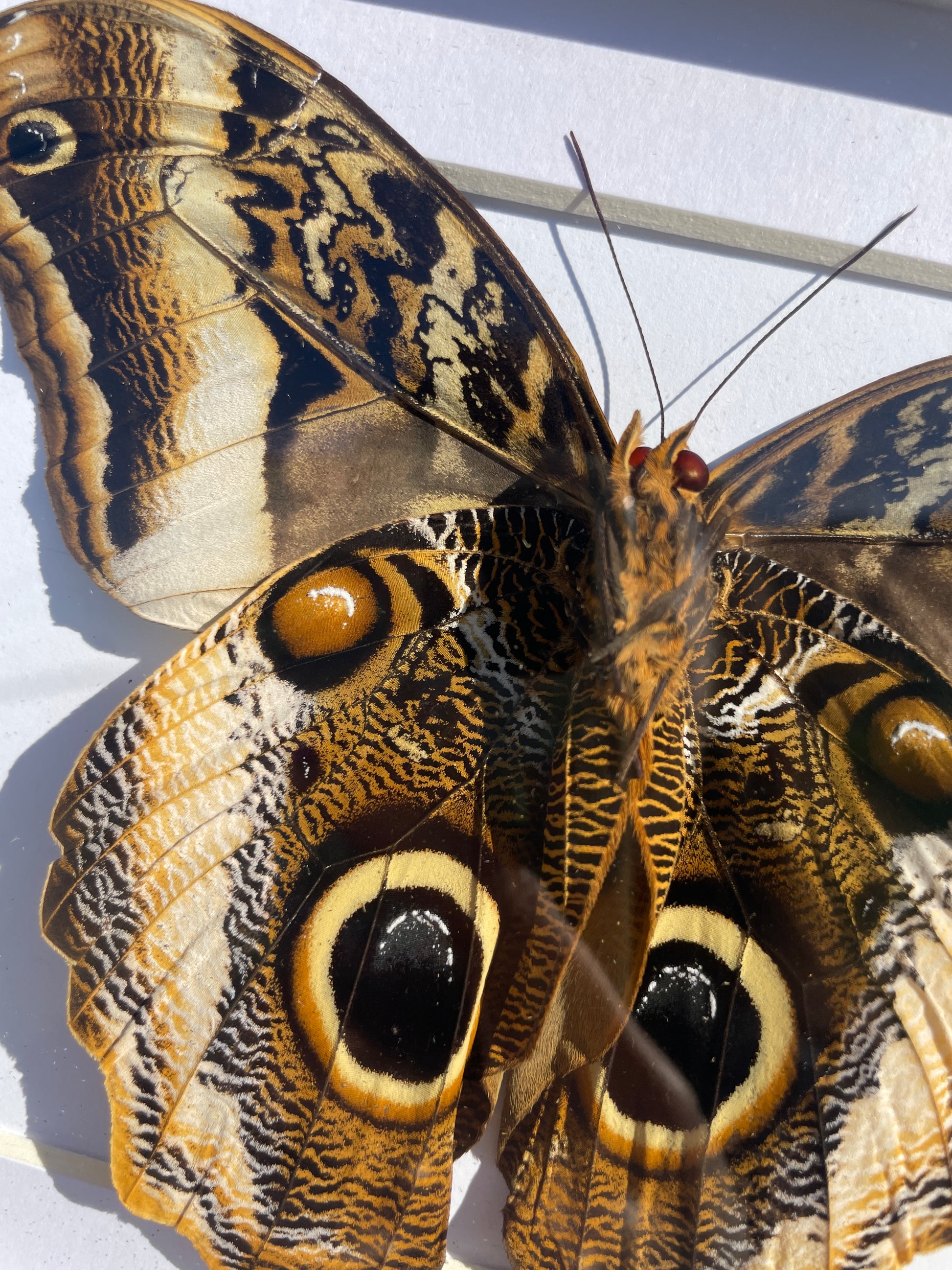 caligo atreus shadow box